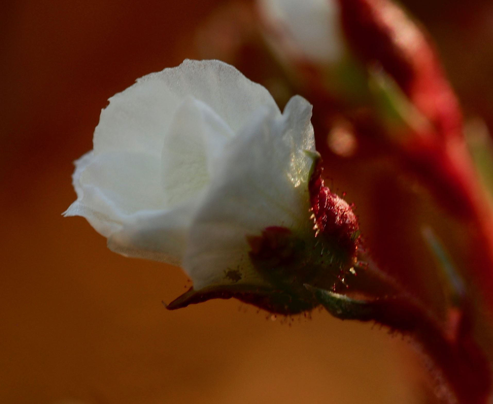 Image of Saxifraga burseriana