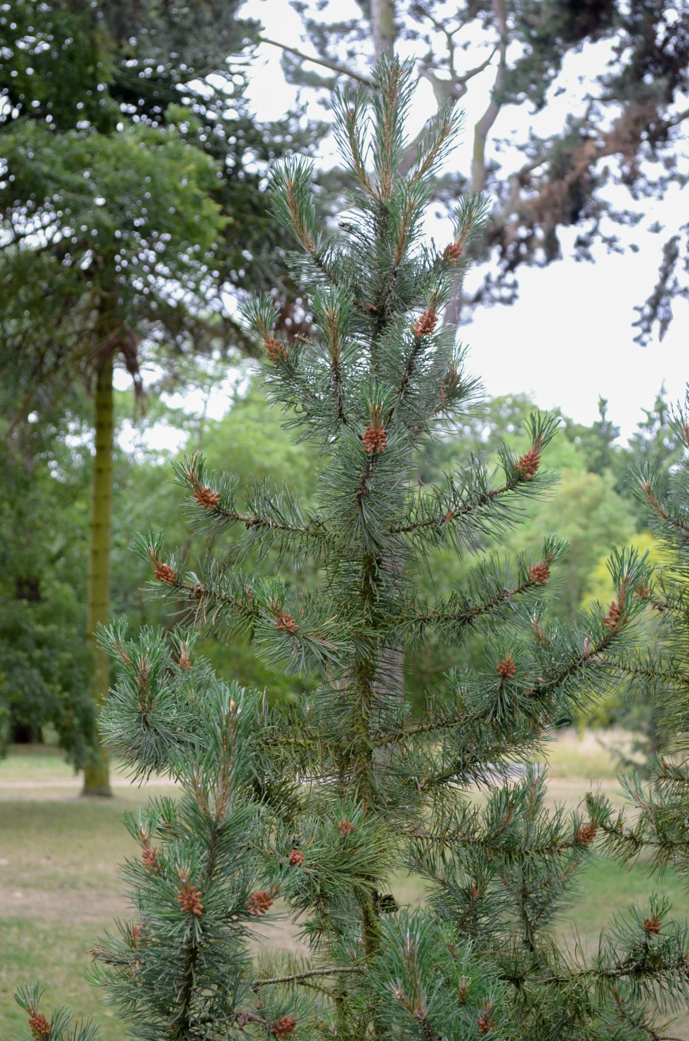 Image of Pinus mugo