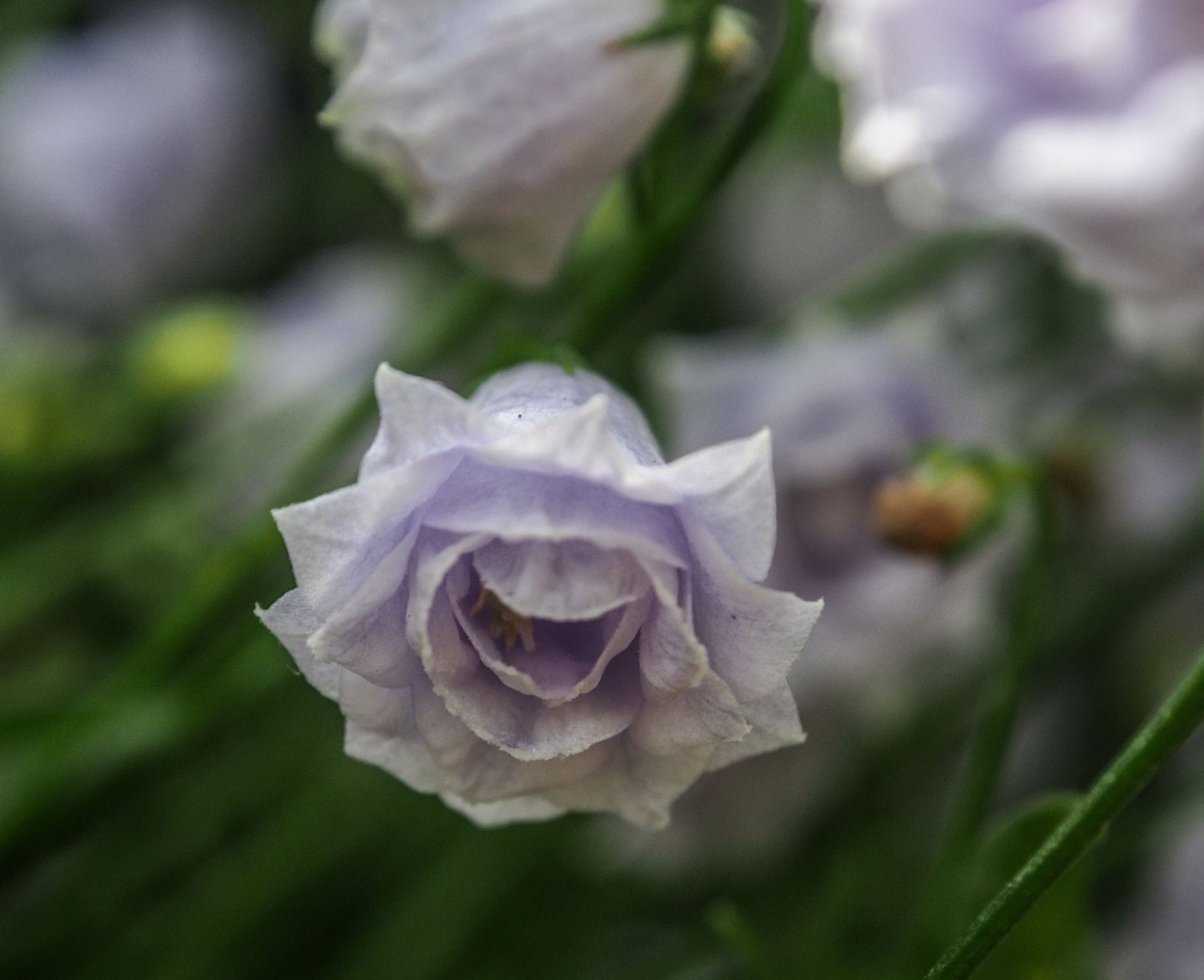 Image of Campanula cochleariifolia 'Elizabeth Okier'