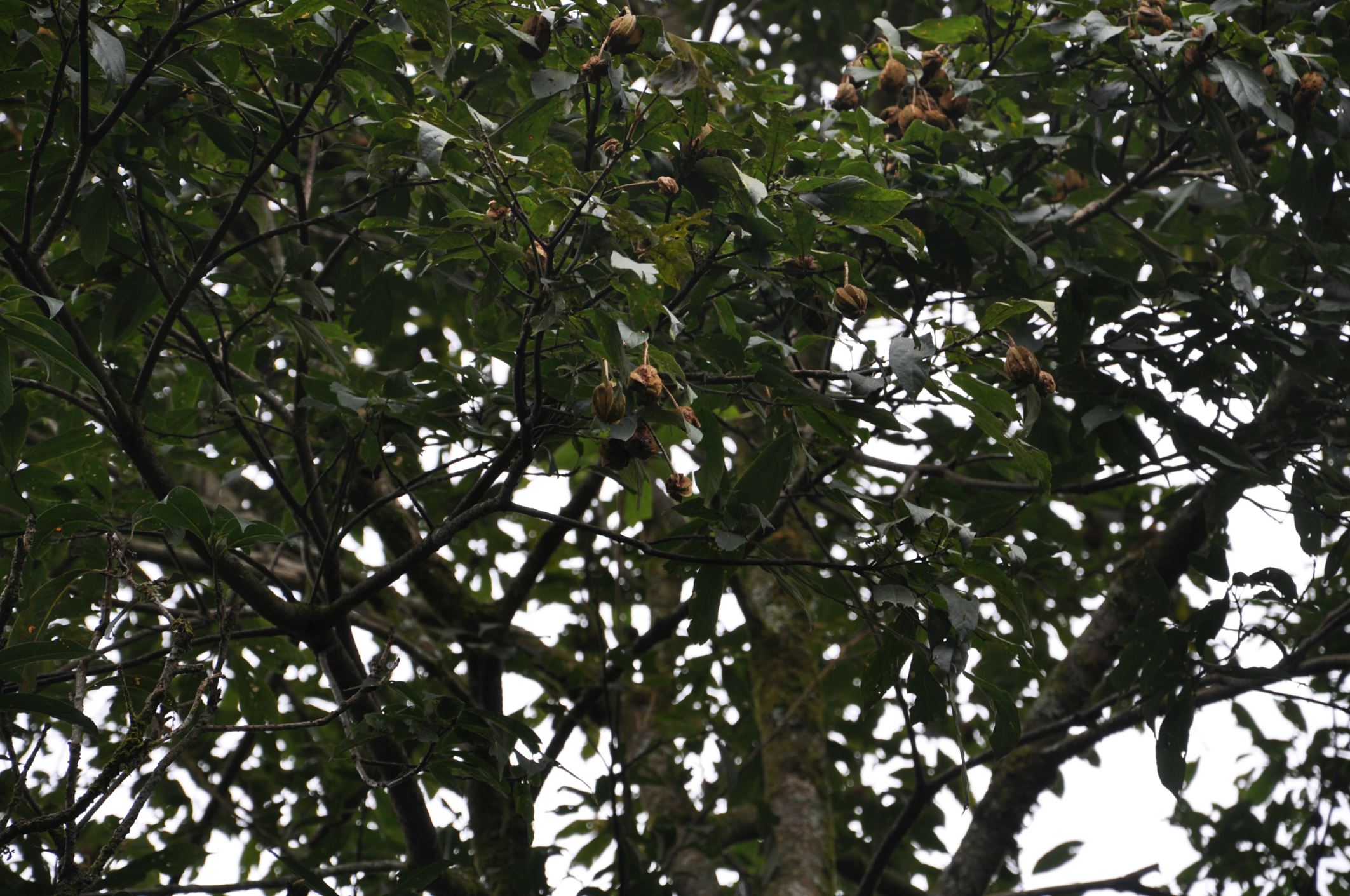 Image of Rehderodendron sp.