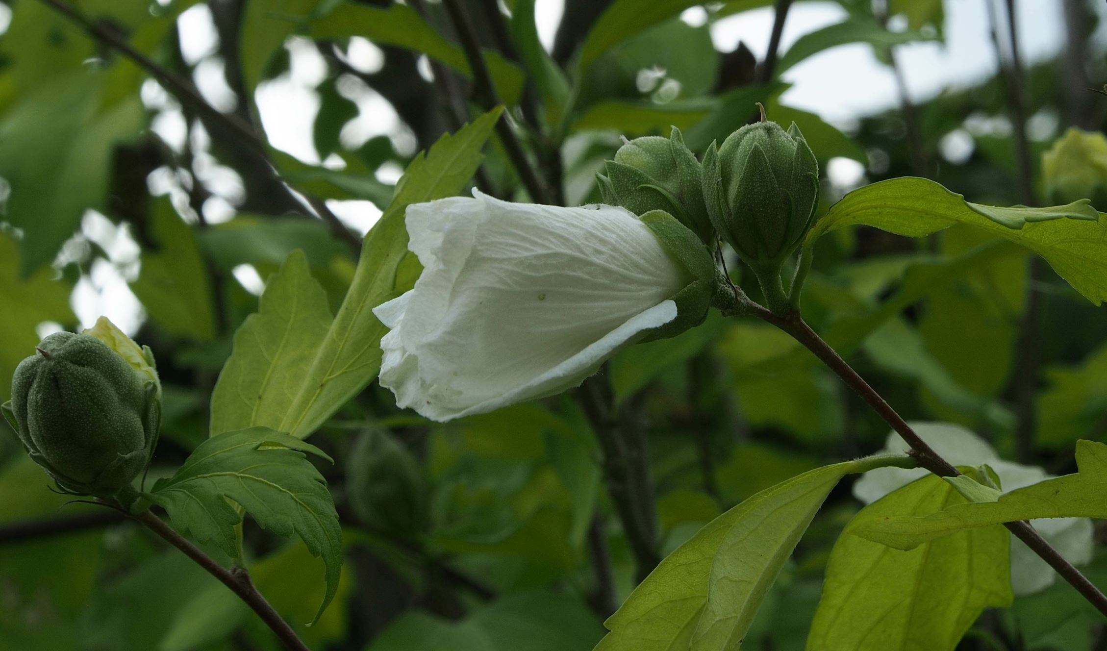 Image of Hibiscus 'White Chiffon'
