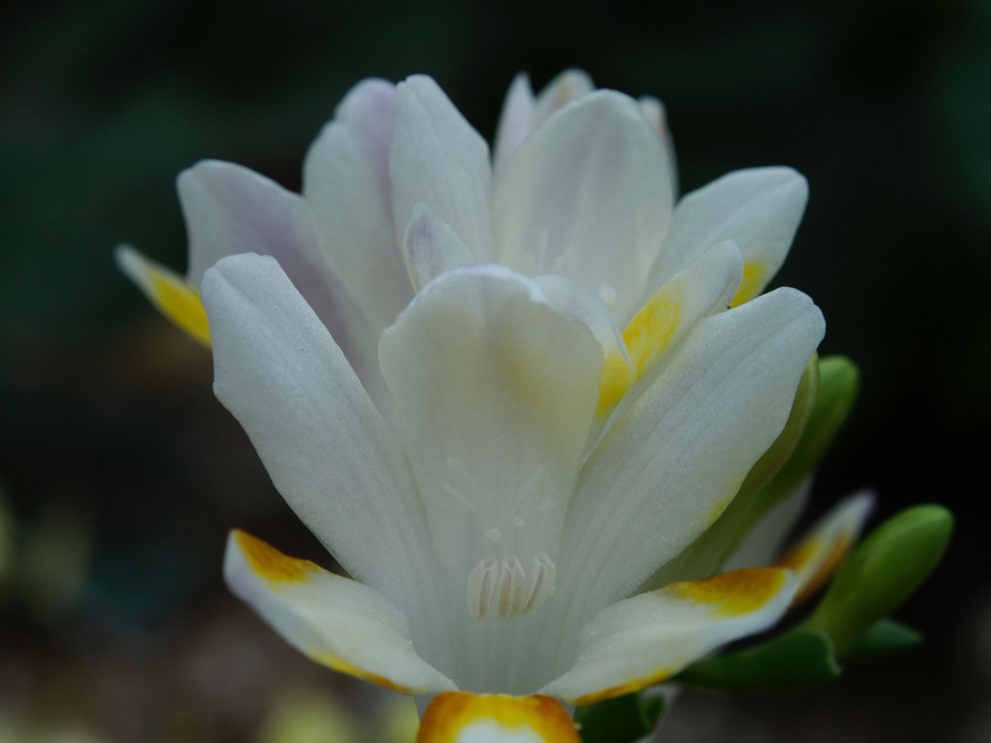 Image of Freesia caryophyllacea