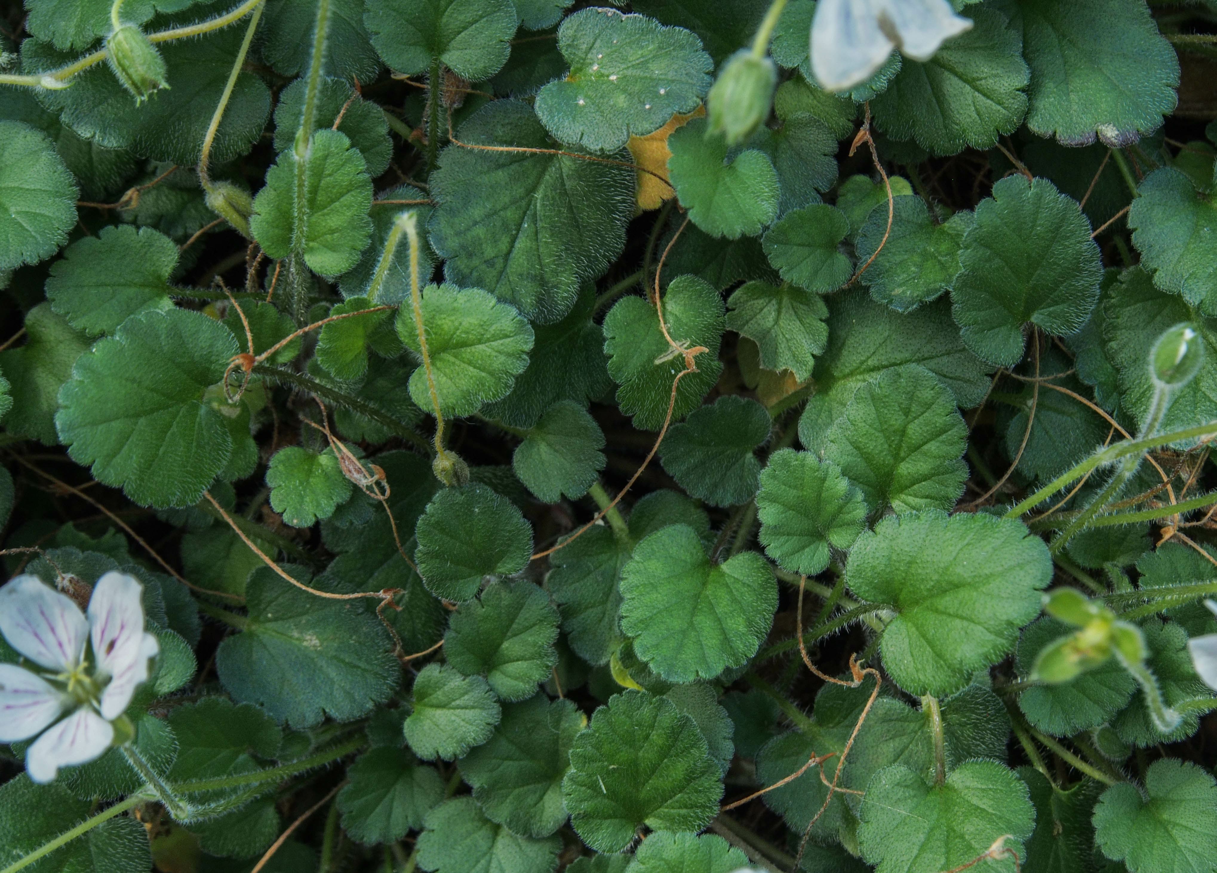 Image of Erodium Ã— variabile 'Album'