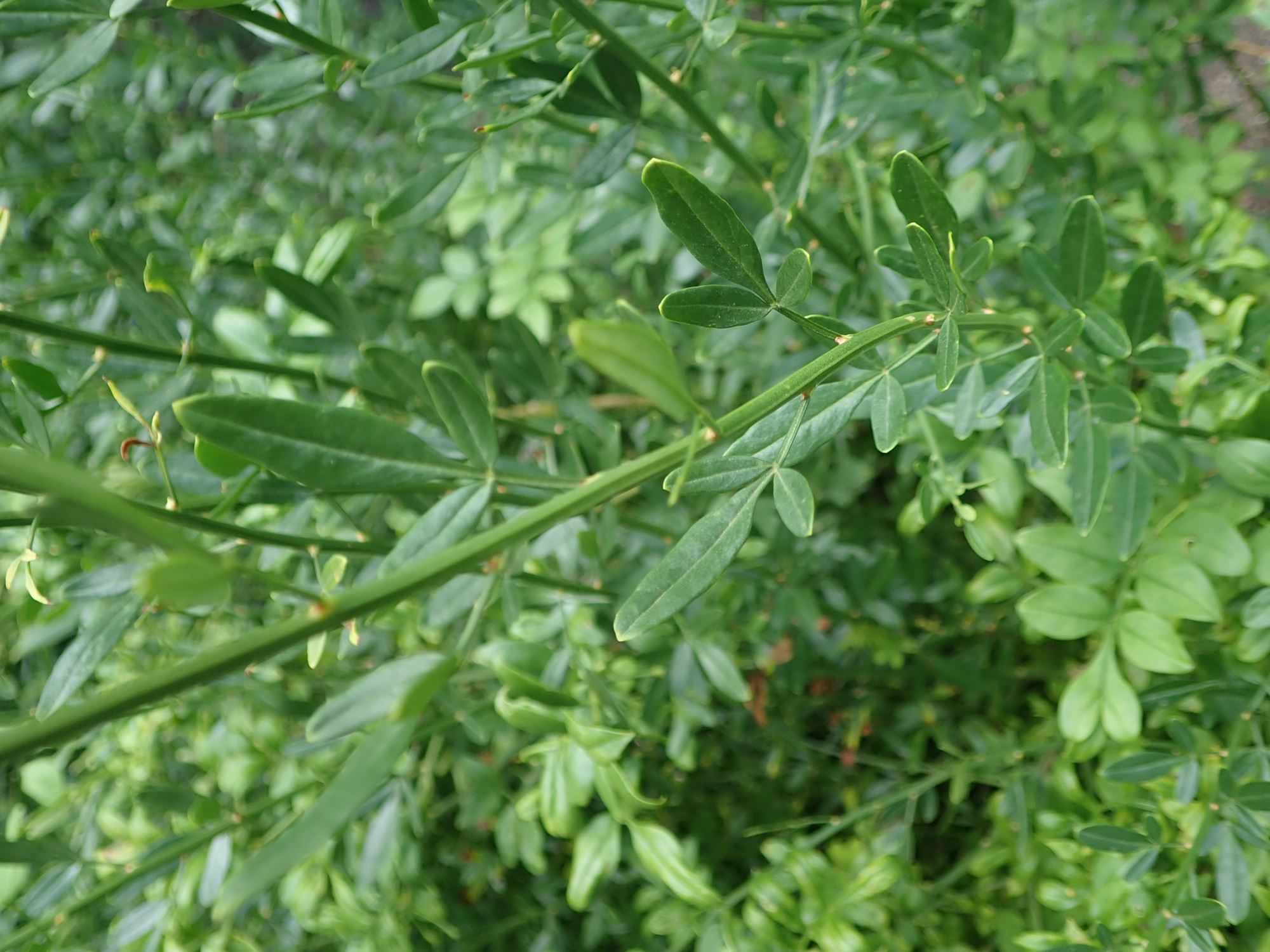 Image of Chrysojasminum fruticans