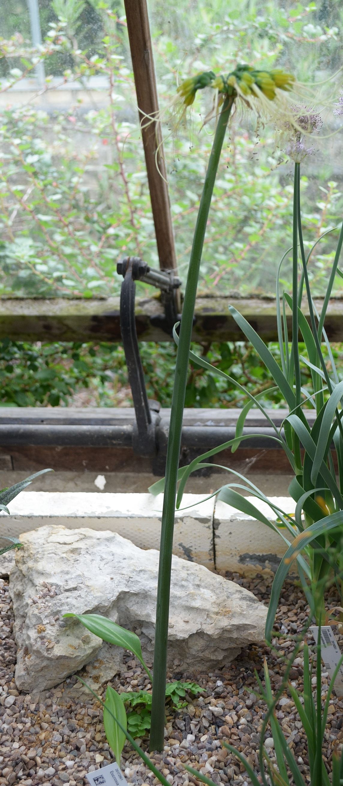 Image of Eucrosia mirabilis