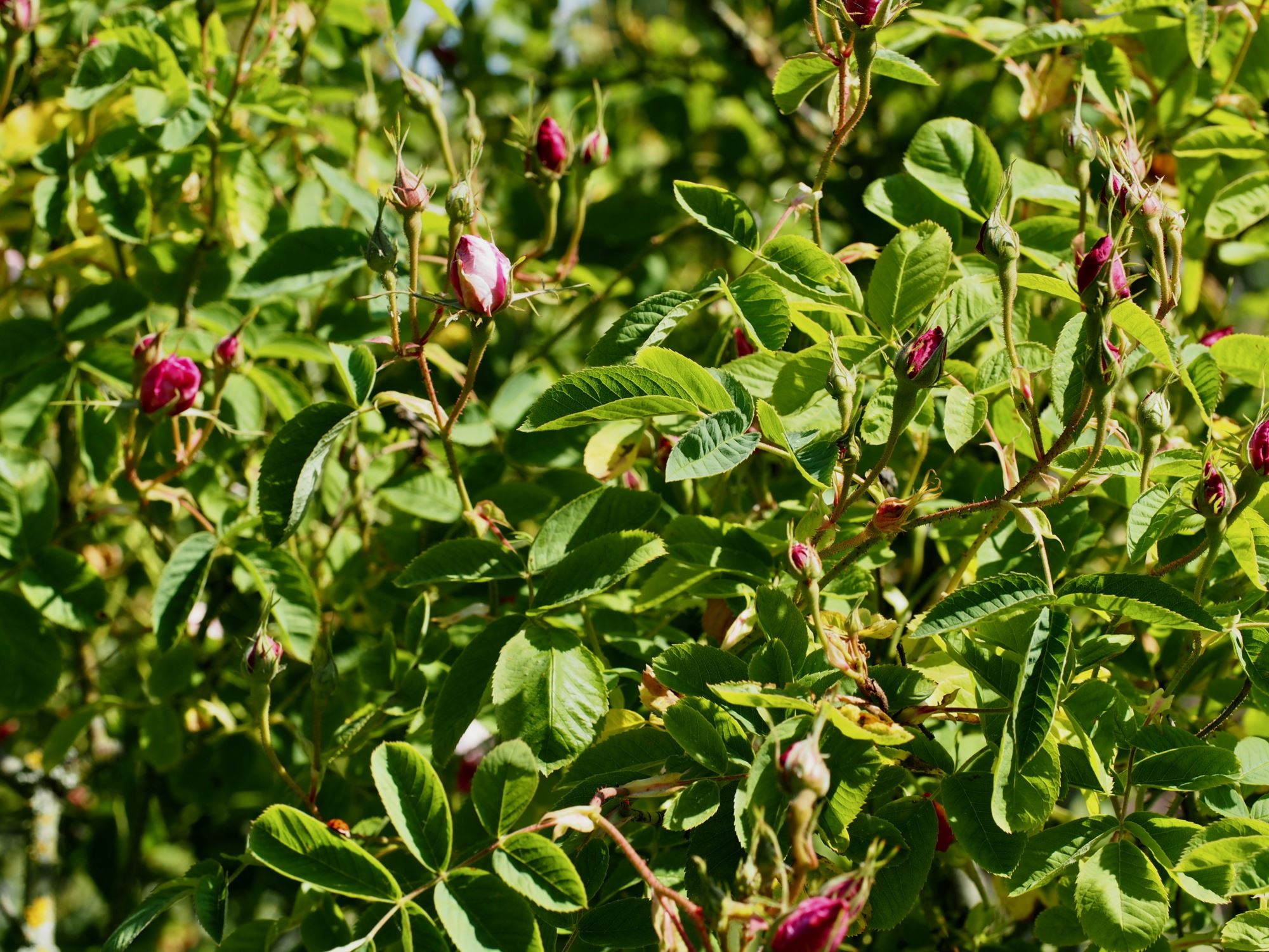 Image of Rosa Ã— damascena 'Versicolor'