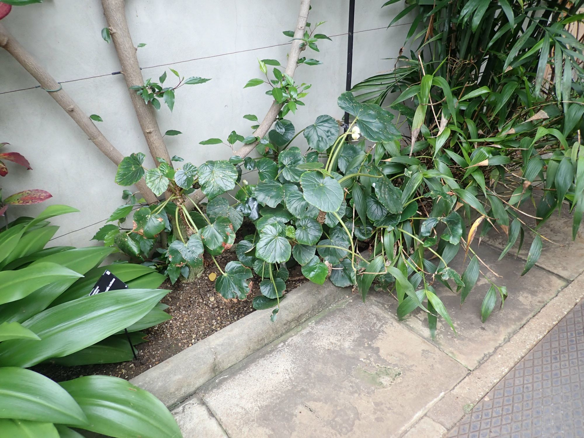 Image of Begonia sericoneura