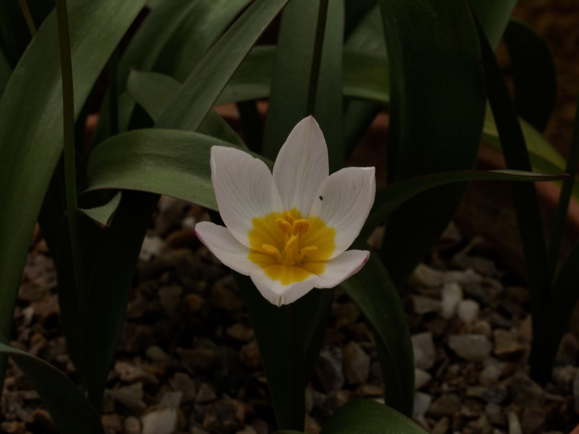 Image of Tulipa cretica