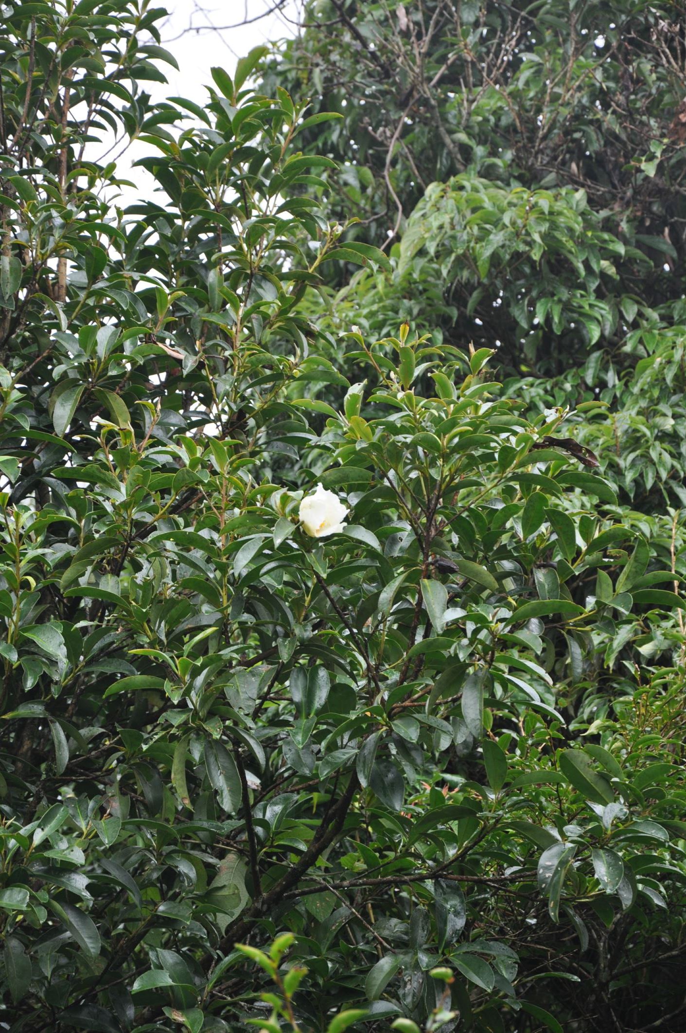 Image of Polyspora speciosa