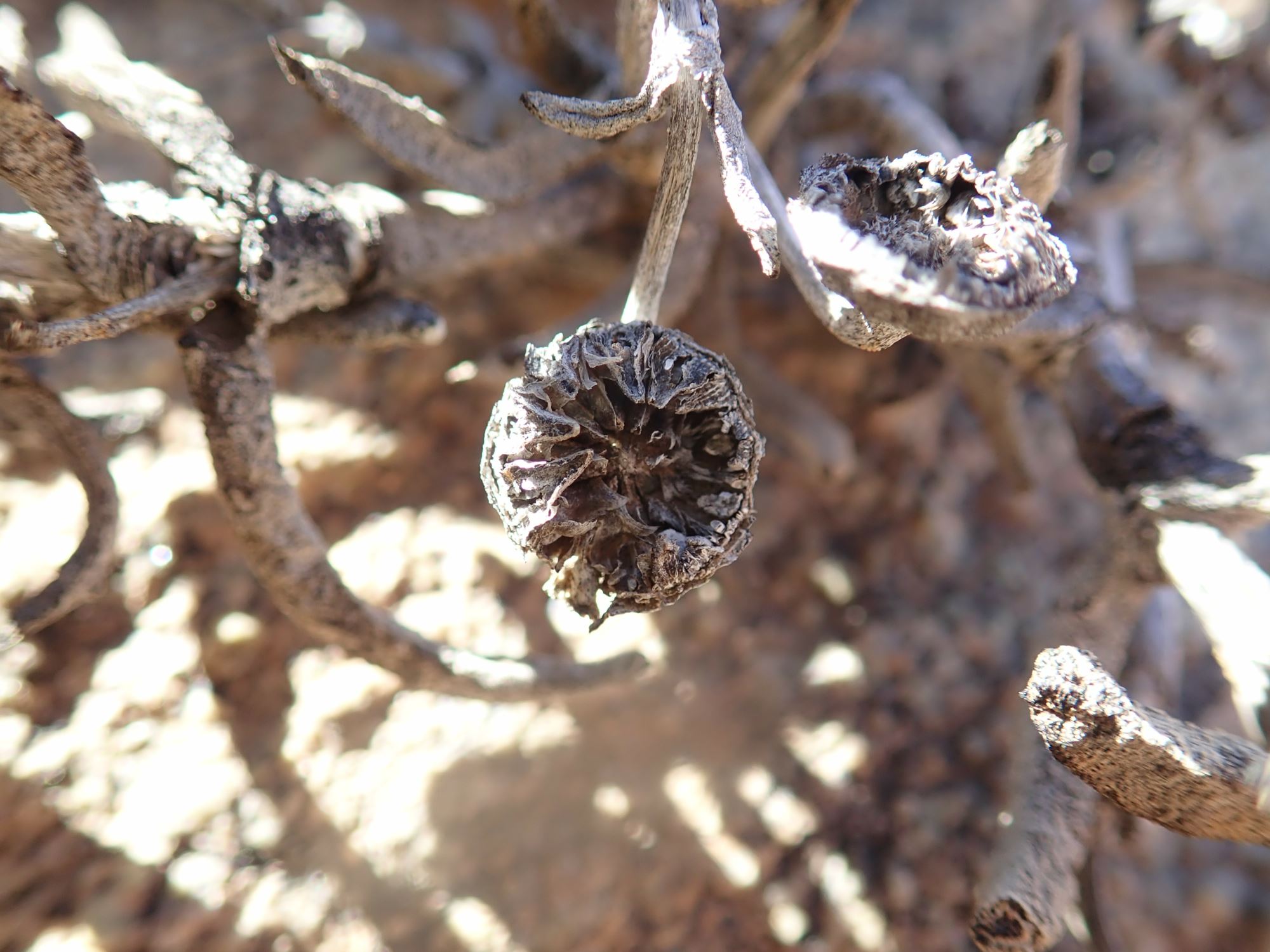 Image of Cephalophyllum herrei