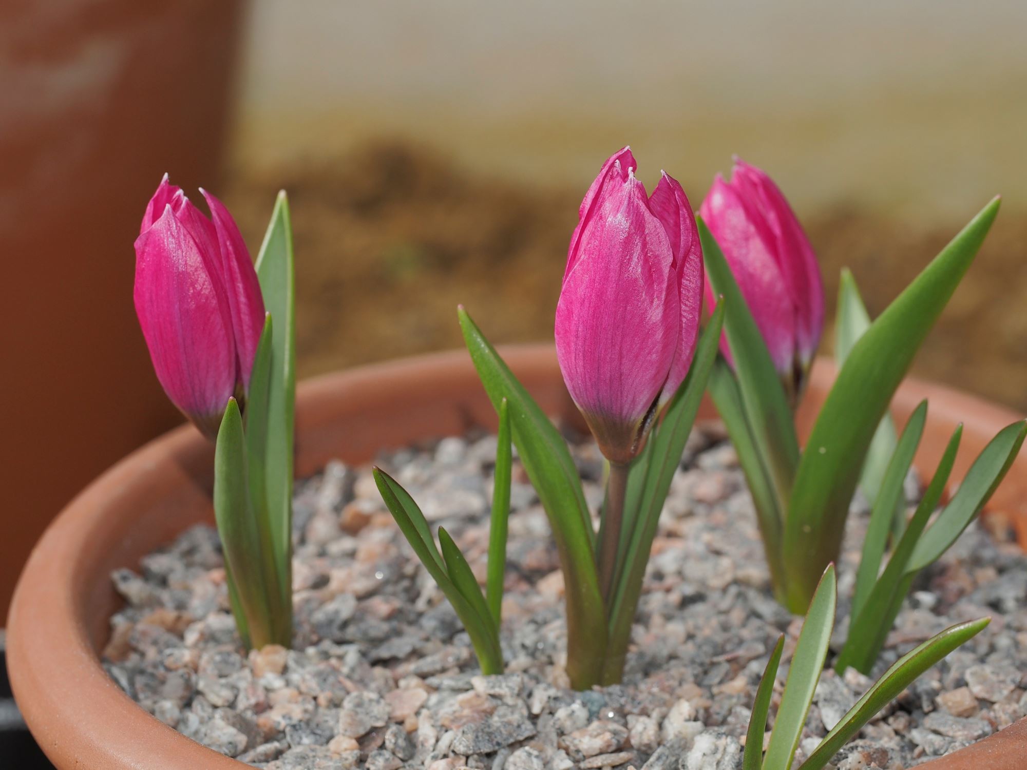 Image of Tulipa humilis Violacea Group