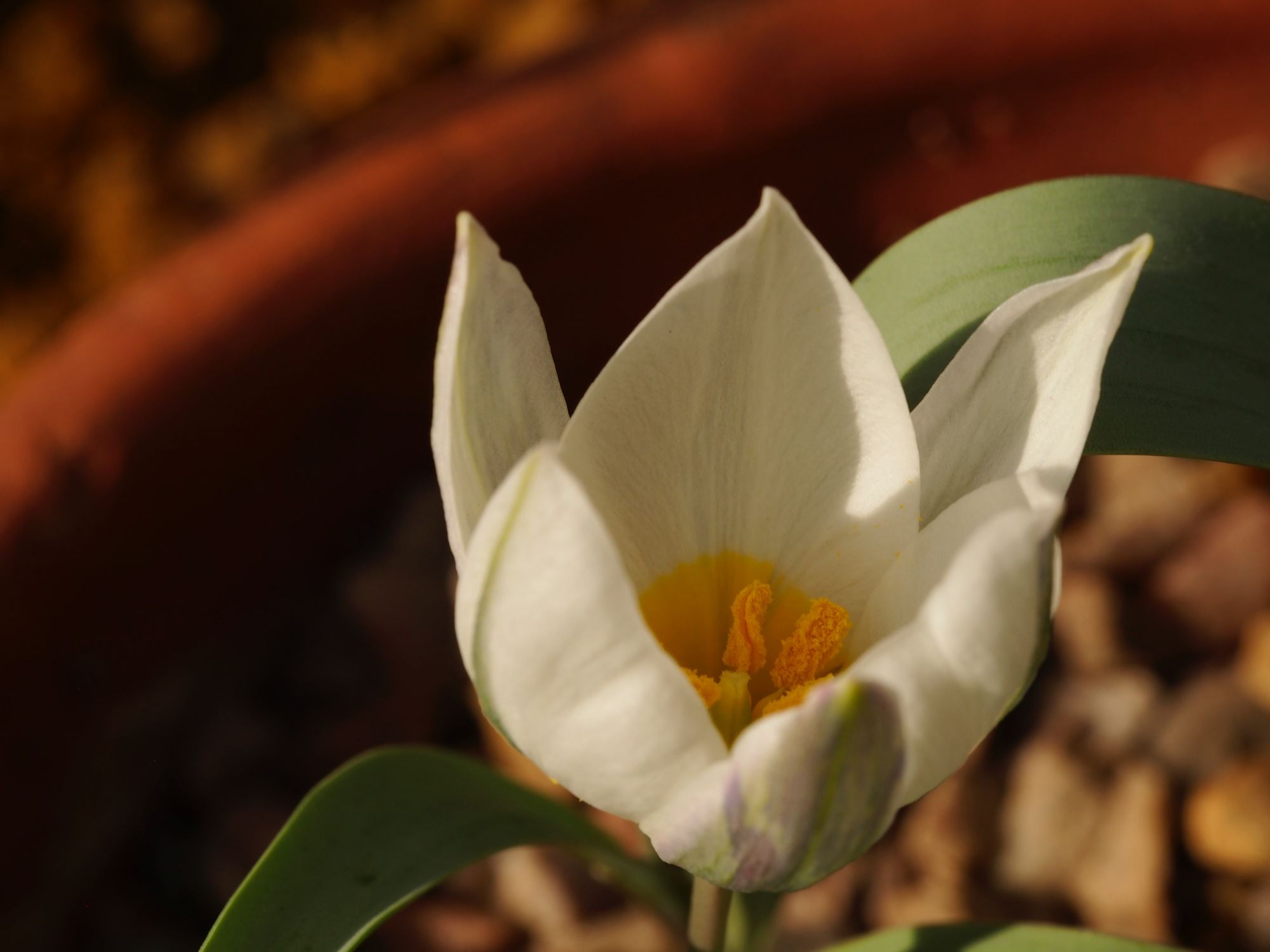 Image of Tulipa biflora