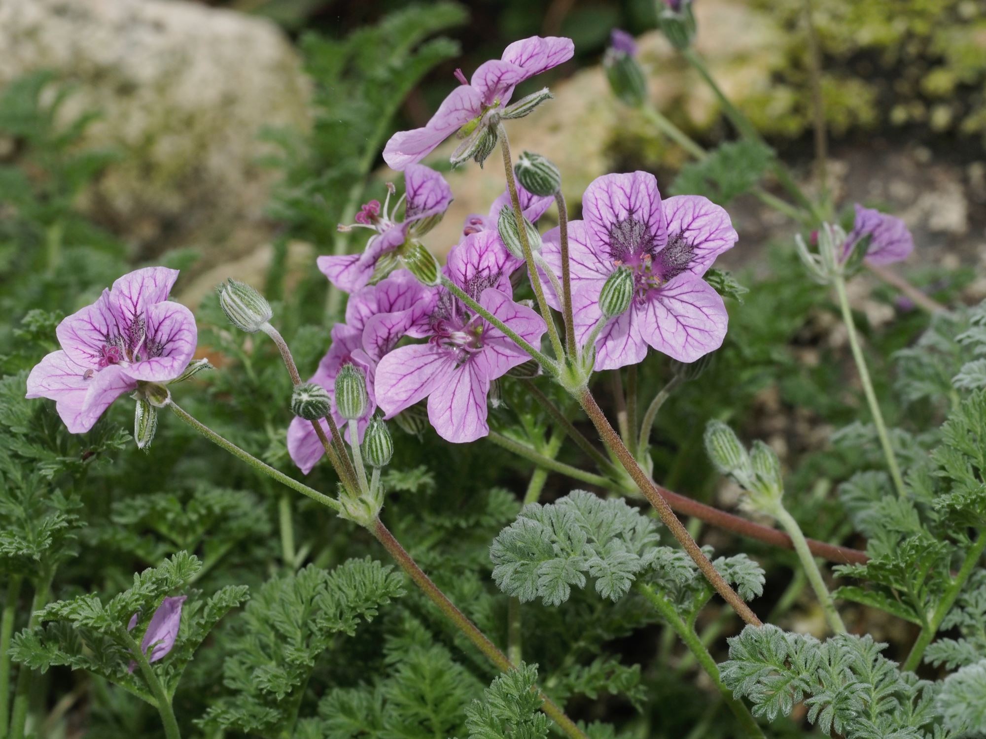 Image of Erodium 'Frans Delight'