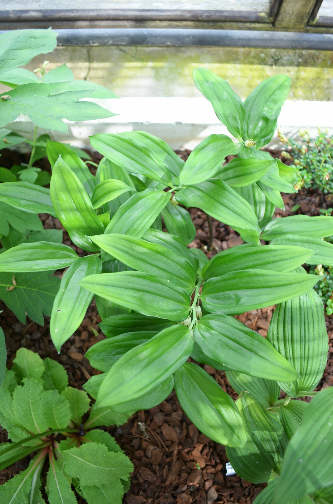 Image of Disporopsis aspersa