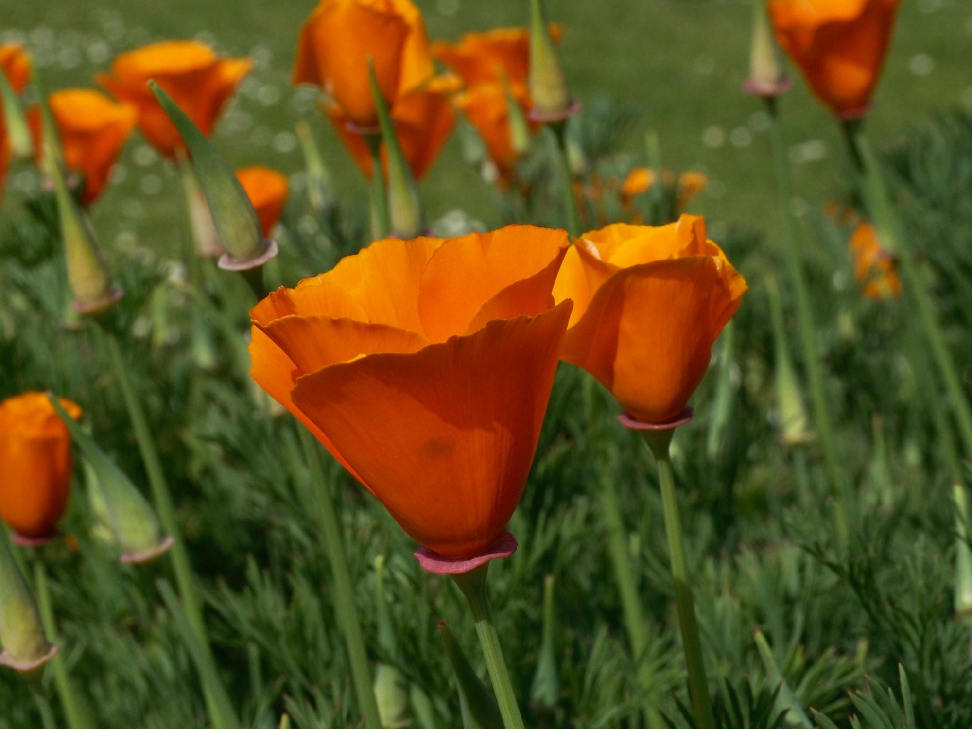 Image of Eschscholzia californica