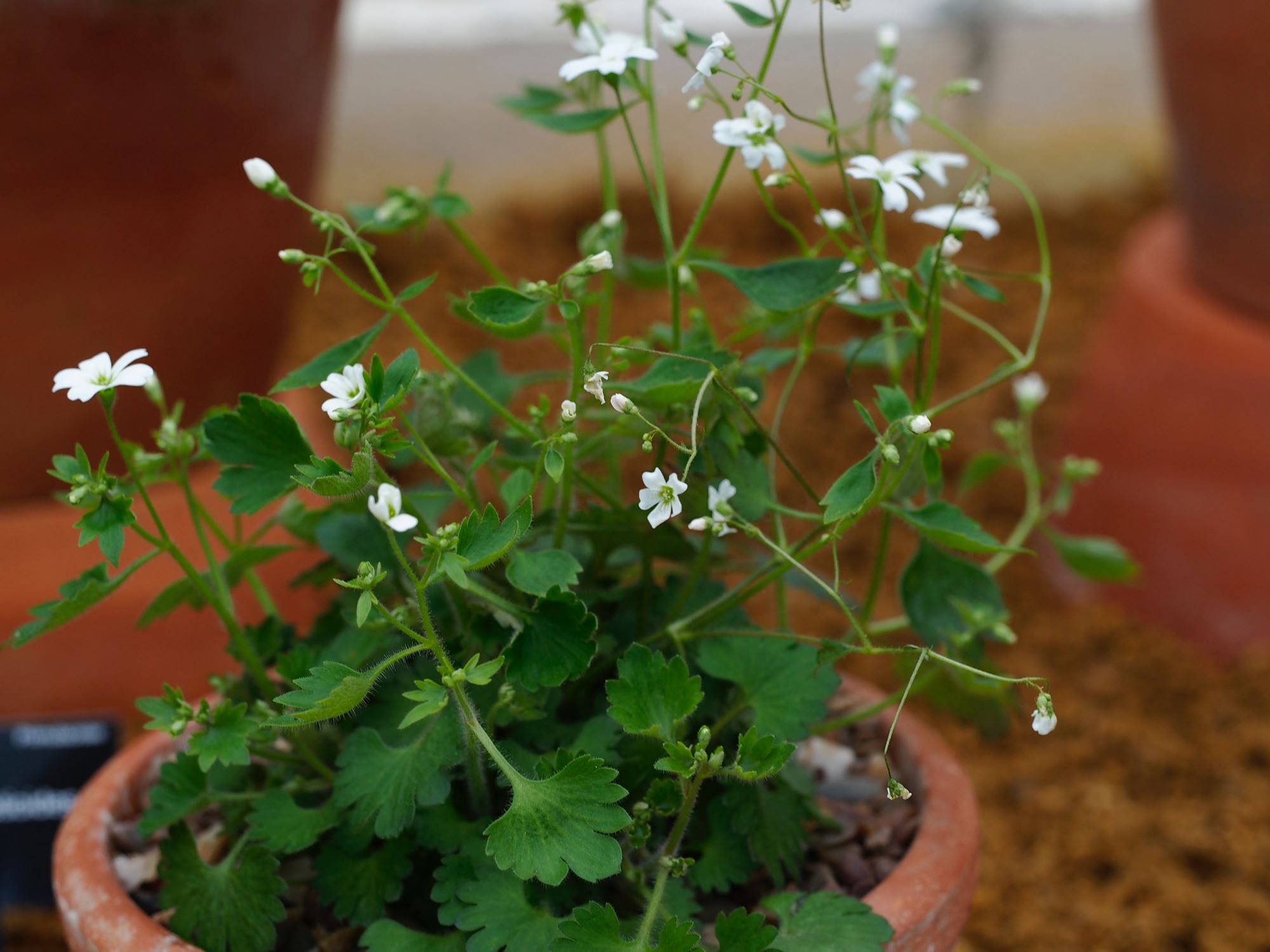 Image of Saxifraga berica
