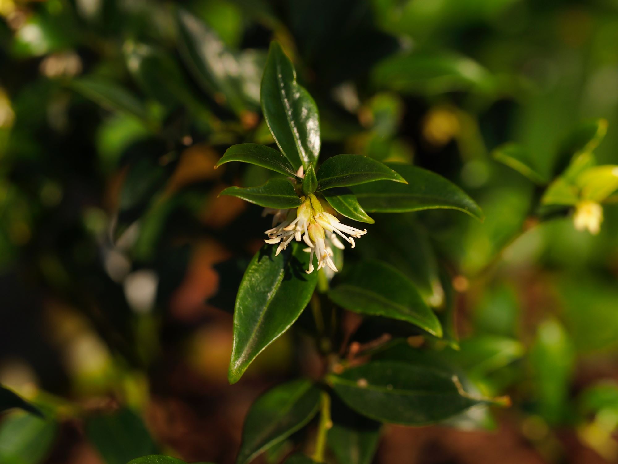 Image of Sarcococca confusa