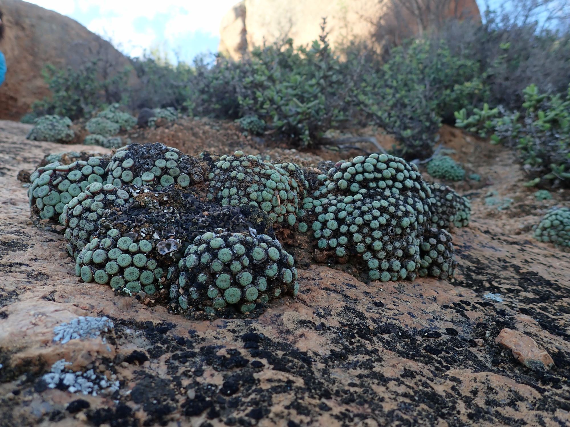 Image of Conophytum sp.