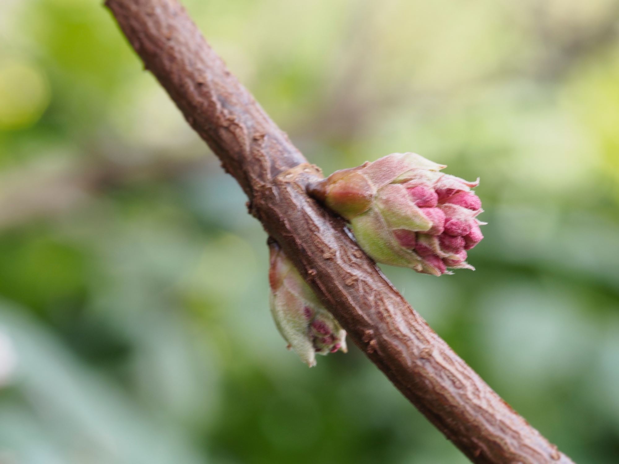 Image of Viburnum Ã— bodnantense 'Charles Lamont'