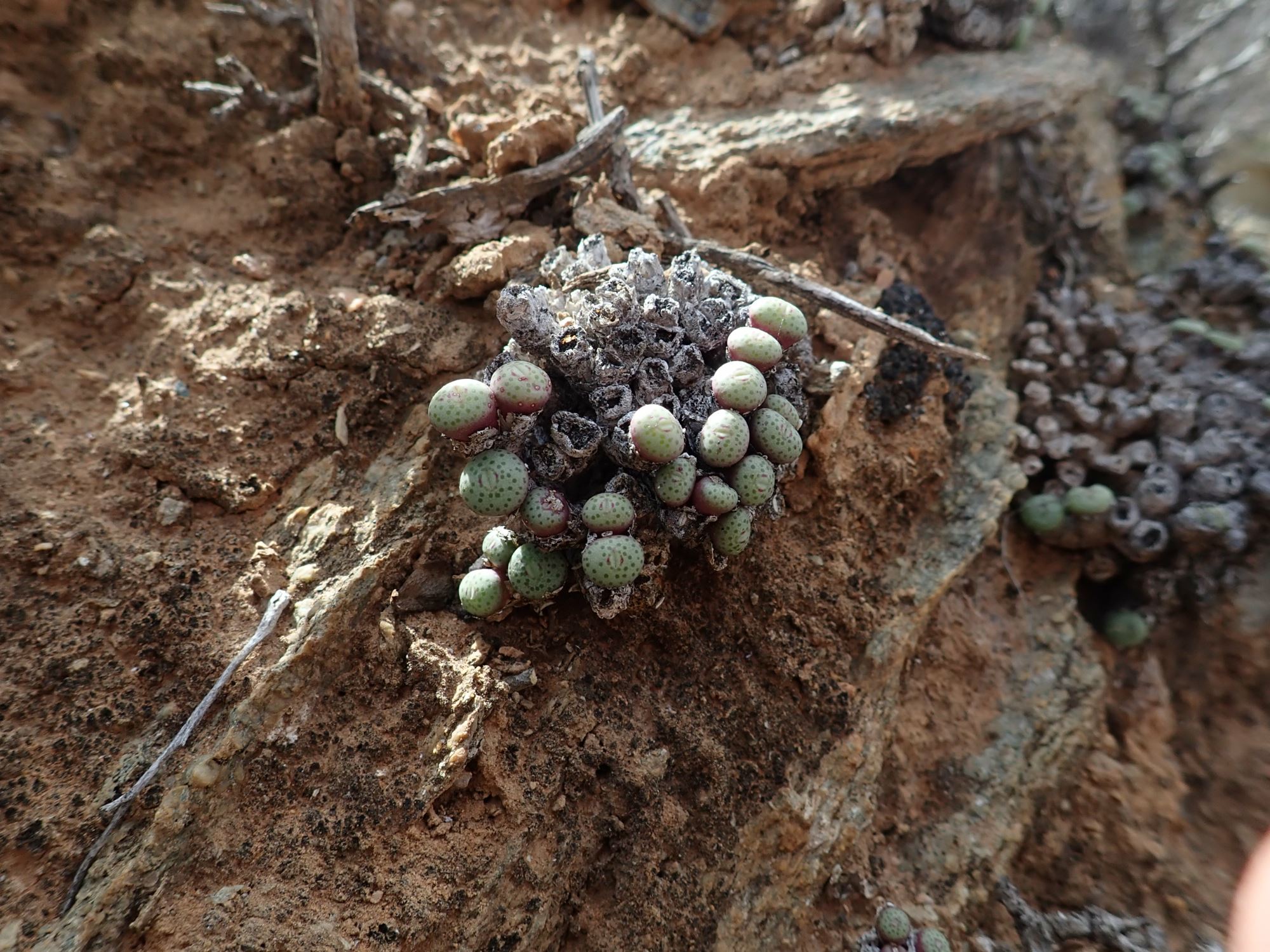 Image of Conophytum sp.