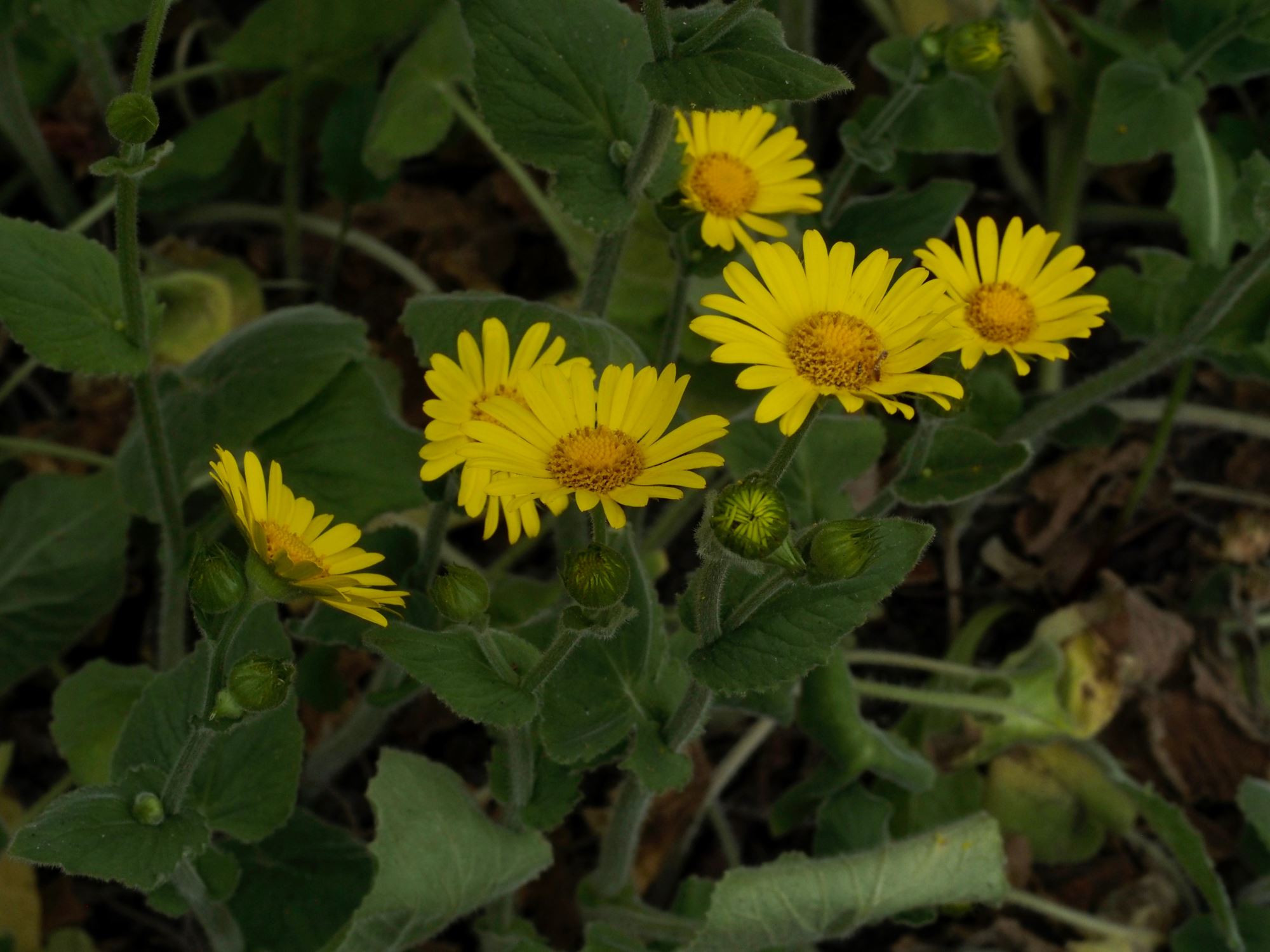 Image of Doronicum pardalianches