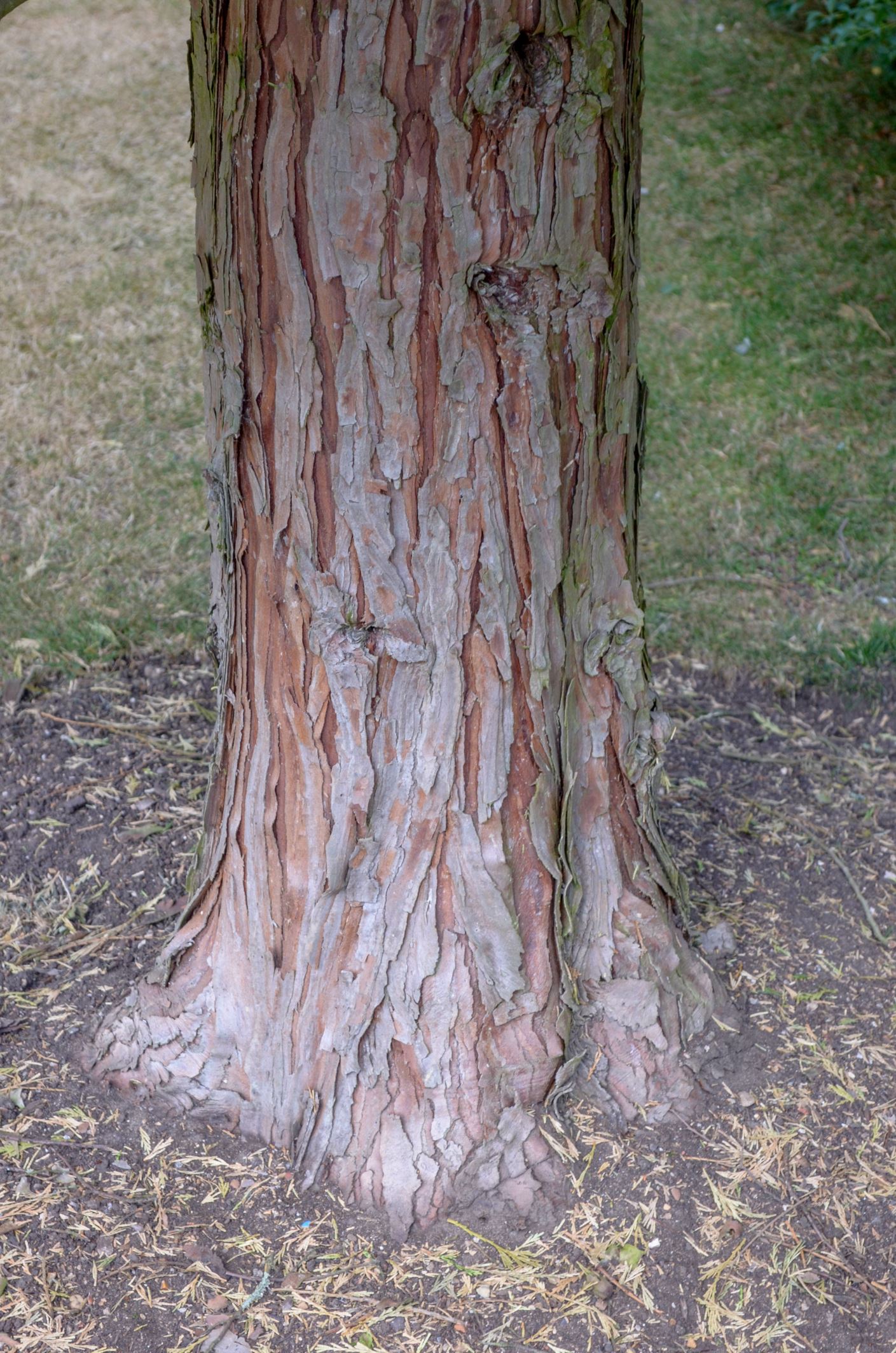 Image of Calocedrus decurrens