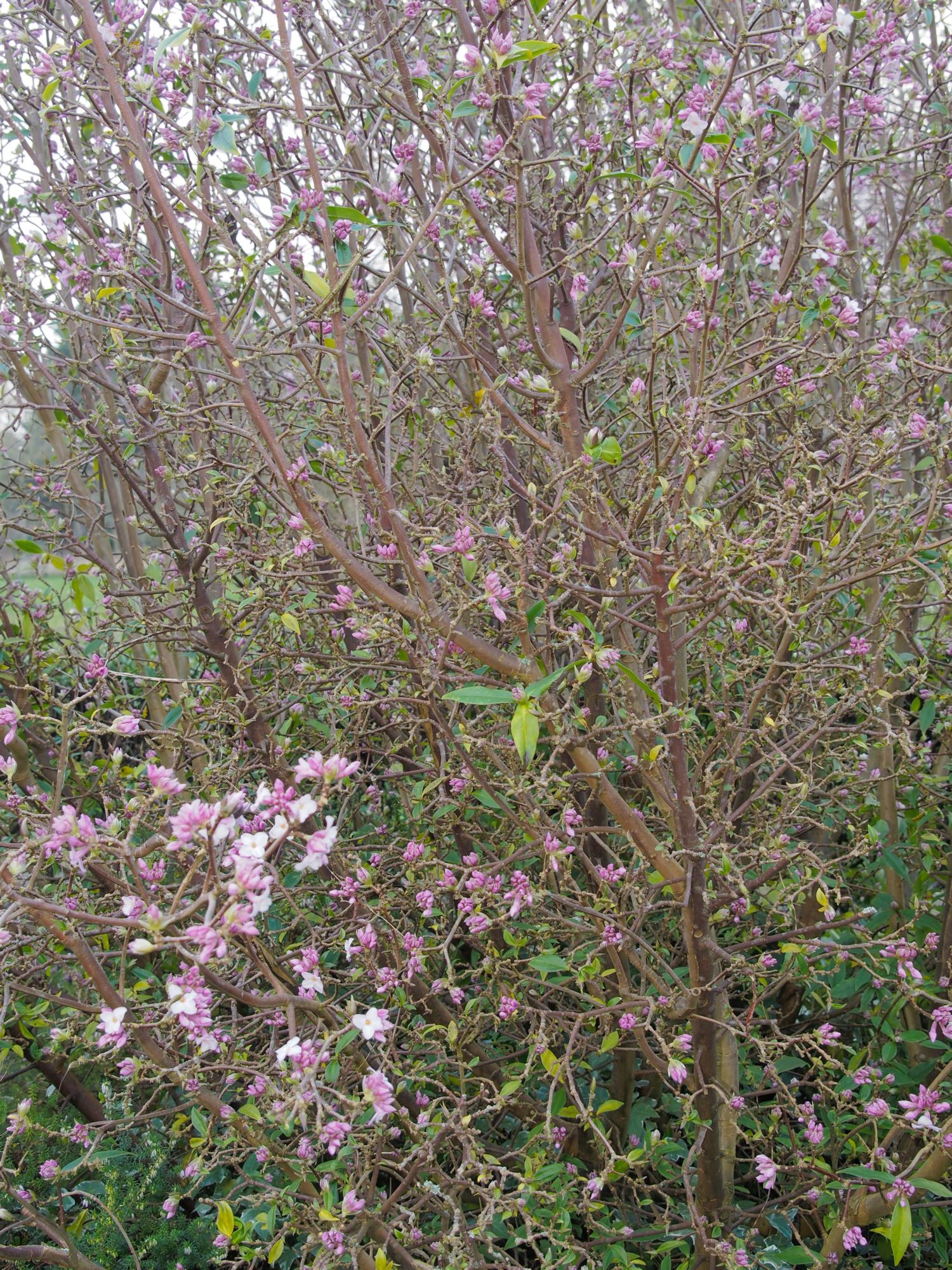 Image of Daphne bholua 'Jacqueline Postill'