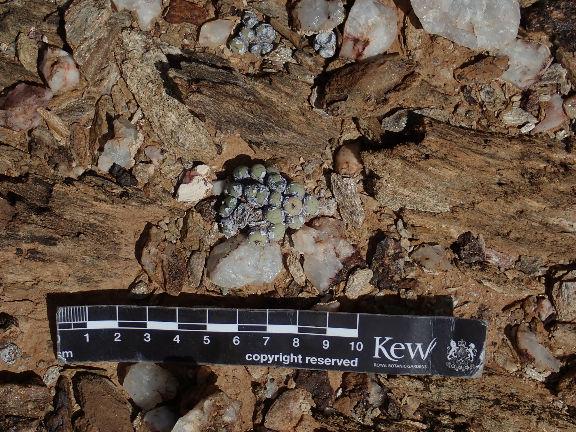 Image of Conophytum stevens-jonesianum