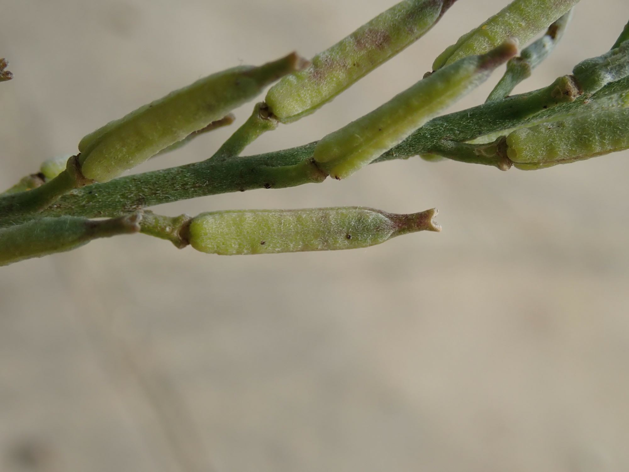 Image of Erysimum scoparium