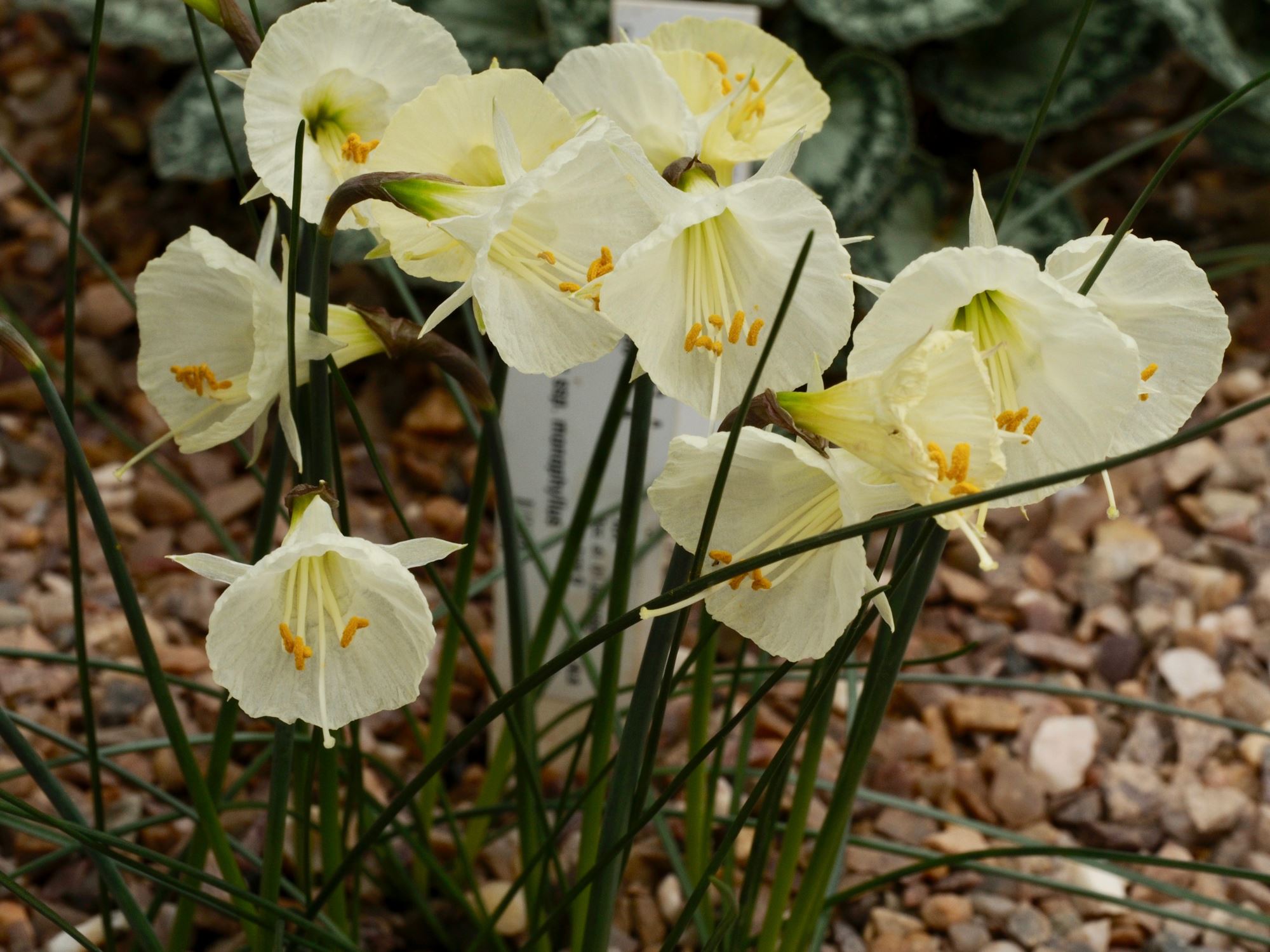 Image of Narcissus cantabricus subsp. monophyllus