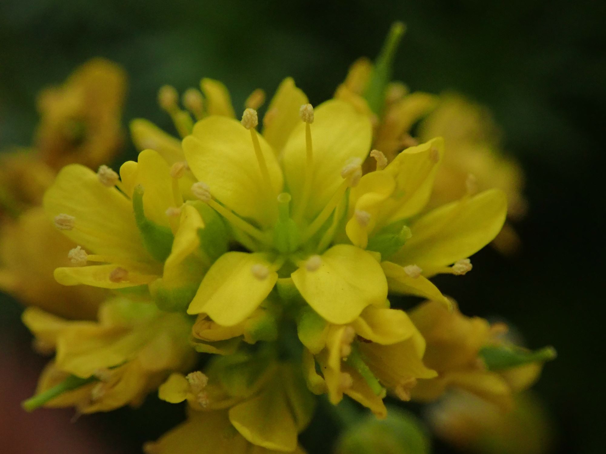 Image of Draba aizoides