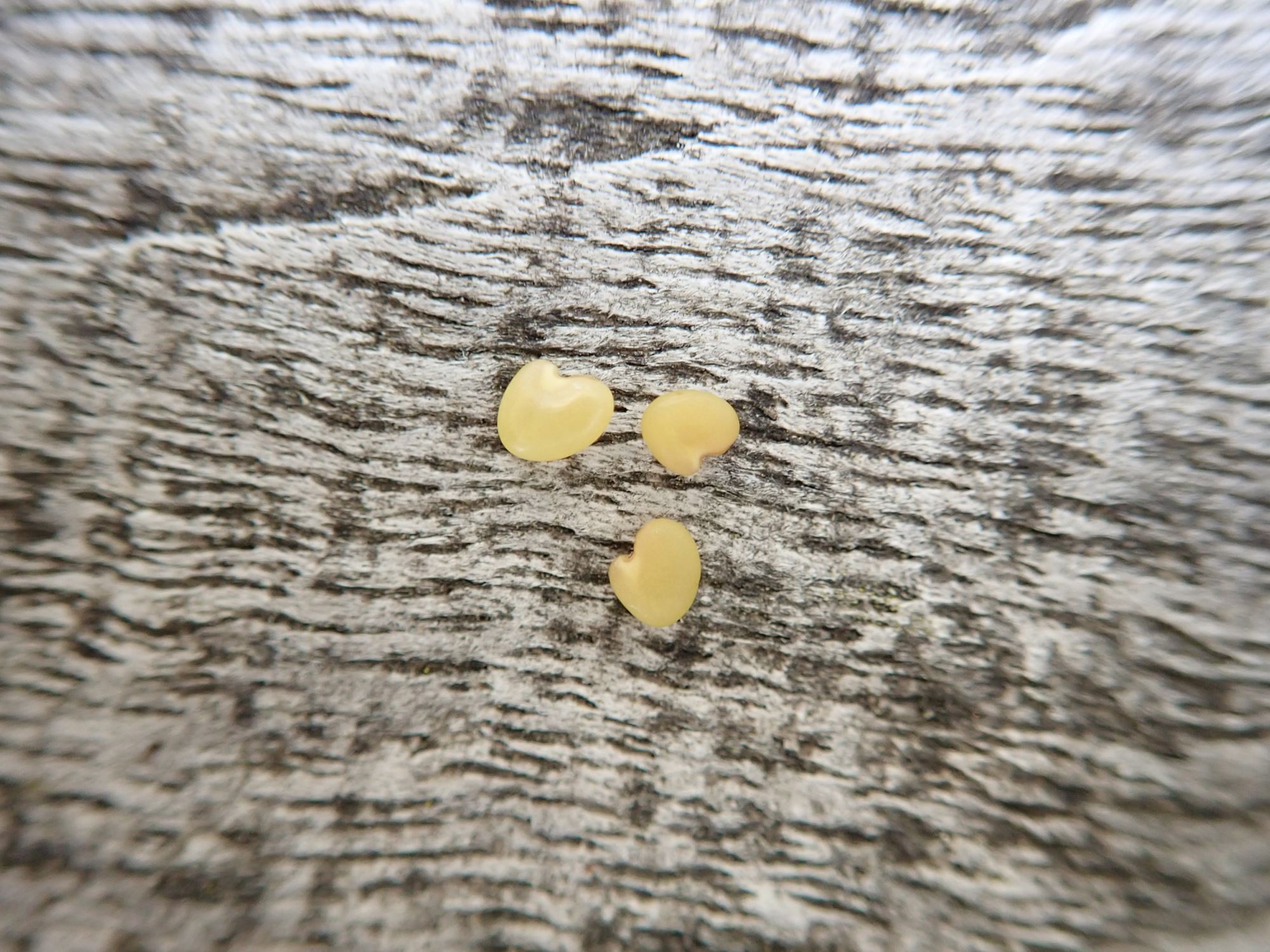 Image of Astragalus cicer