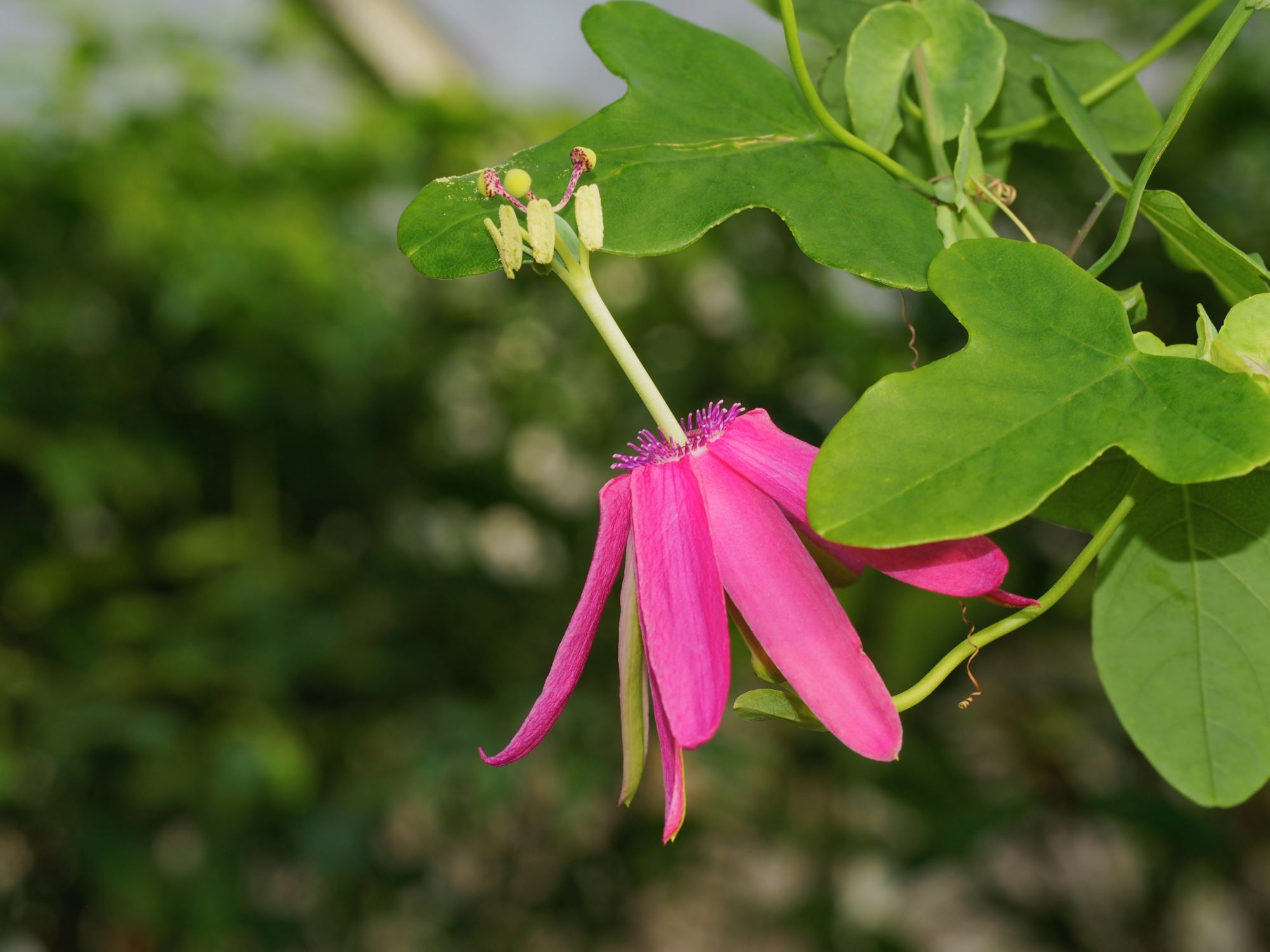 Image of Passiflora reflexiflora