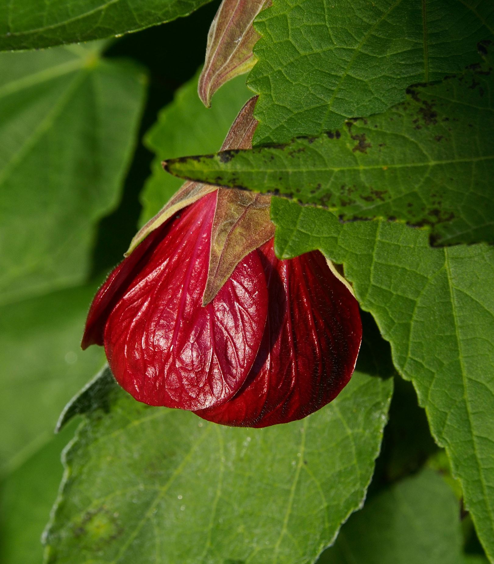 Image of Abutilon 'Nabob'