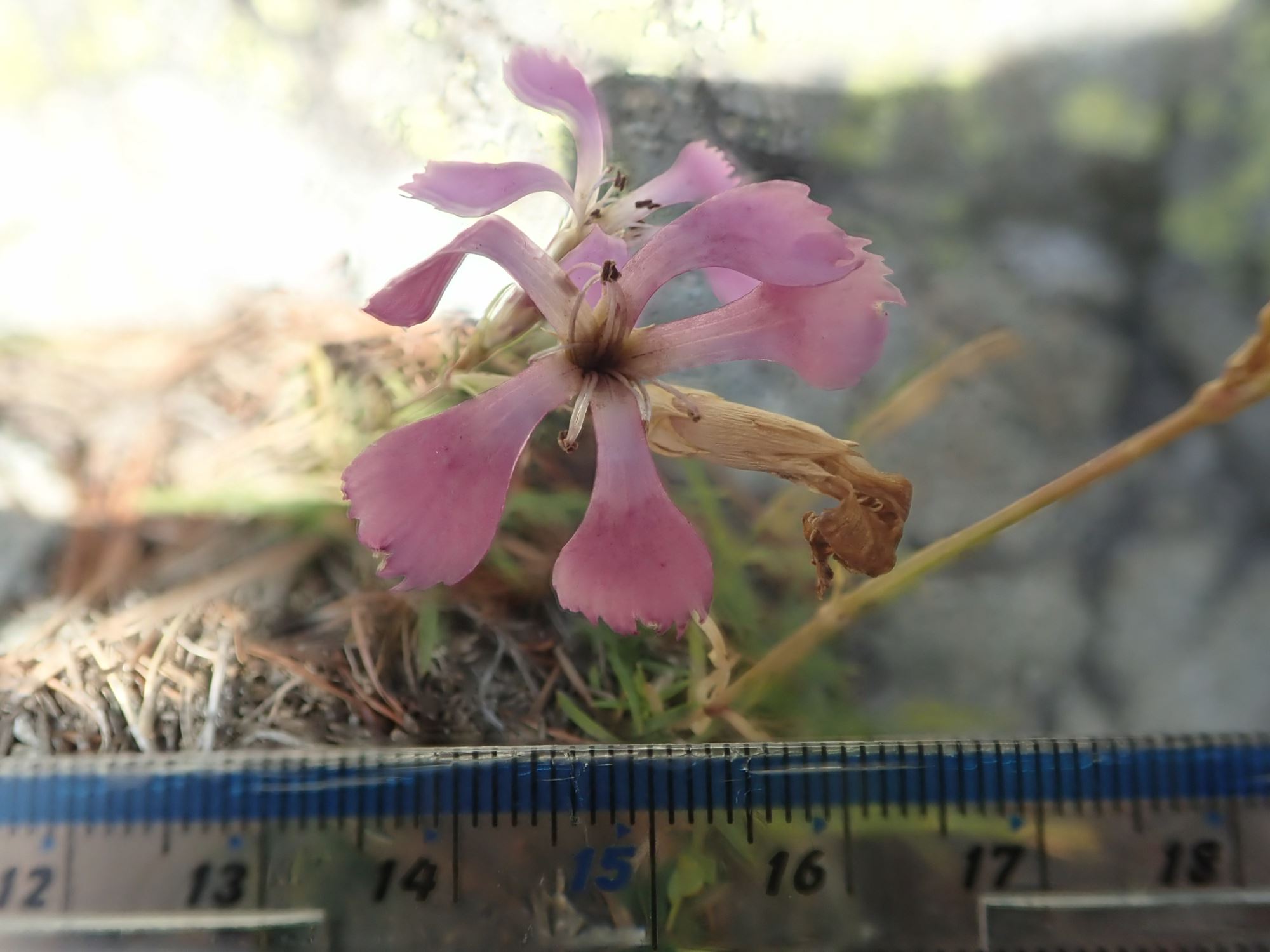 Image of Dianthus sp.