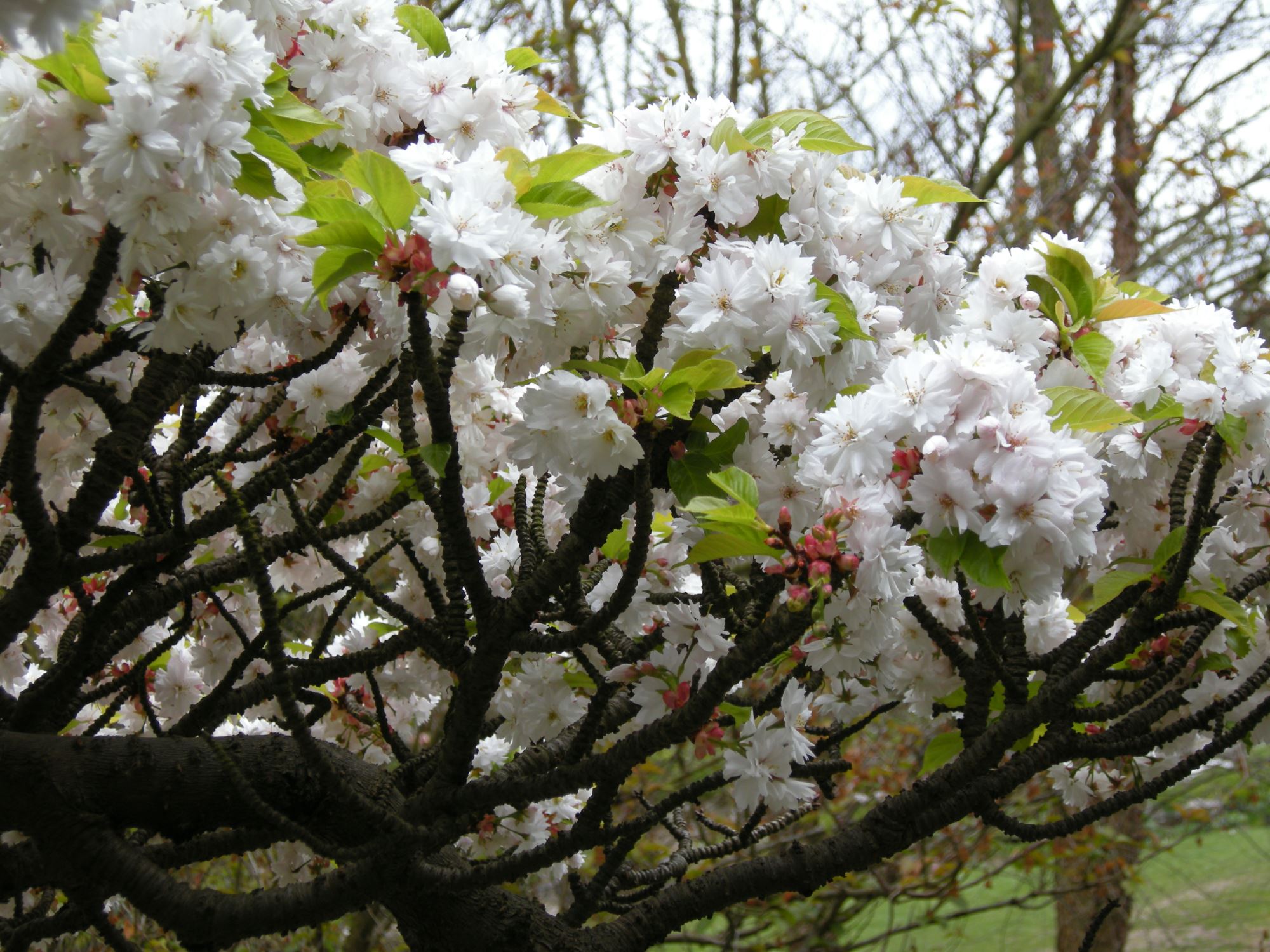 Image of Prunus serrulata 'Alboplena'
