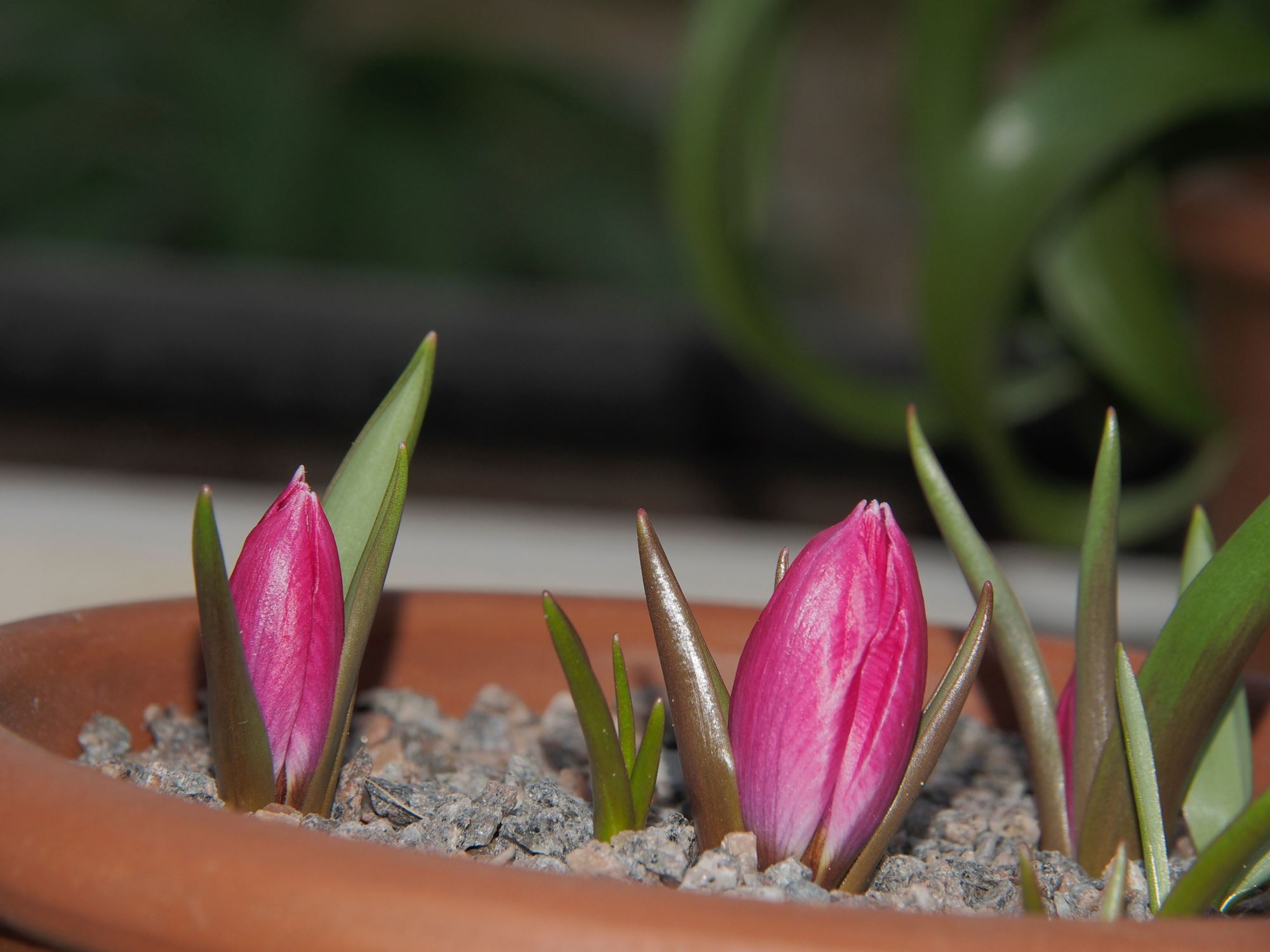 Image of Tulipa humilis Violacea Group