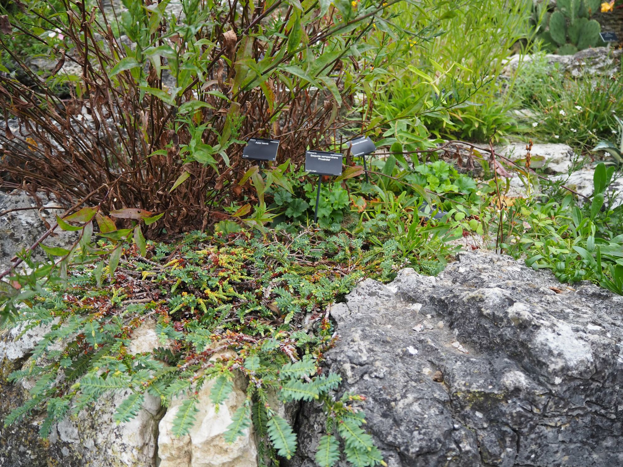 Image of Sequoia sempervirens 'Prostrata'