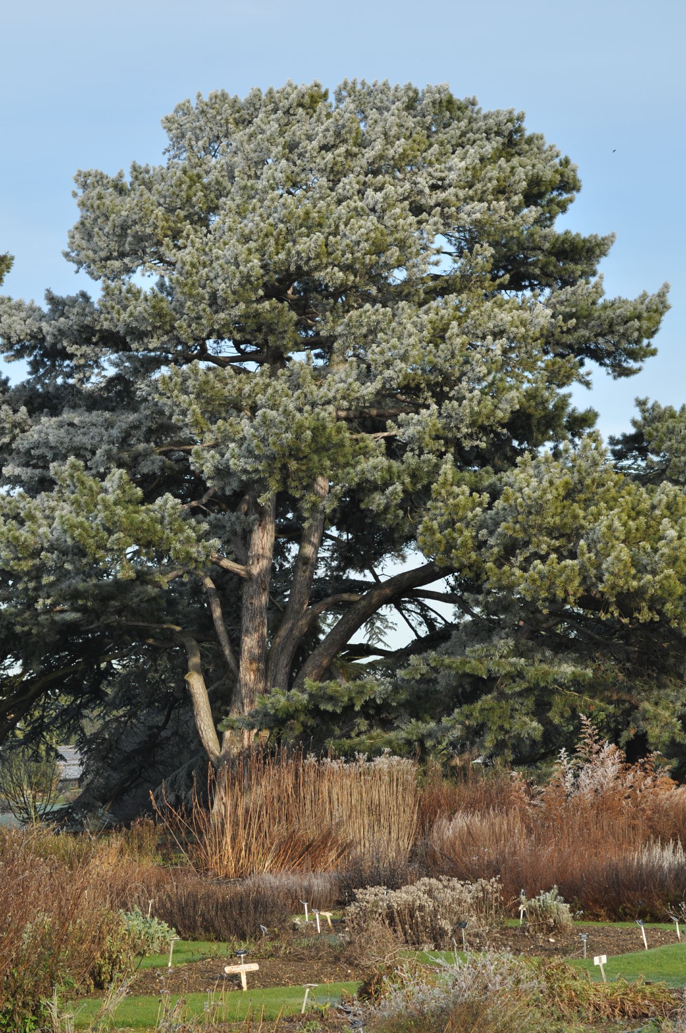 Image of Pinus nigra subsp. pallasiana