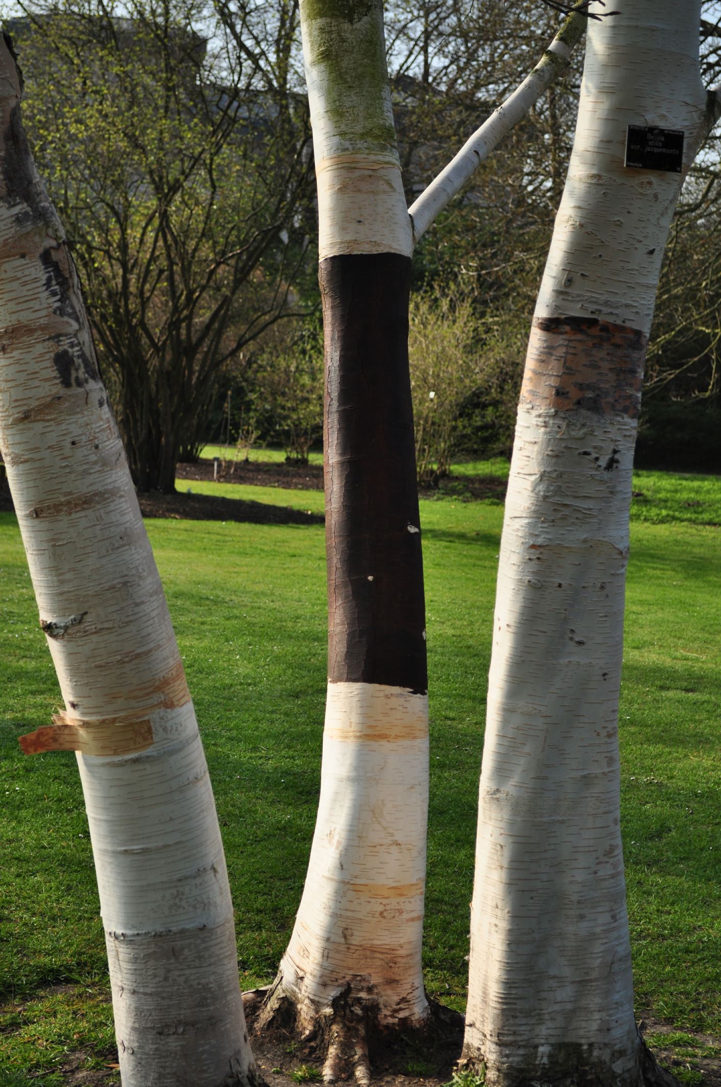 Image of Betula utilis subsp. jacquemontii