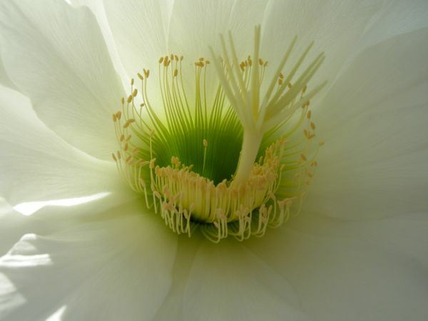 Image of Echinopsis atacamensis subsp. pasacana