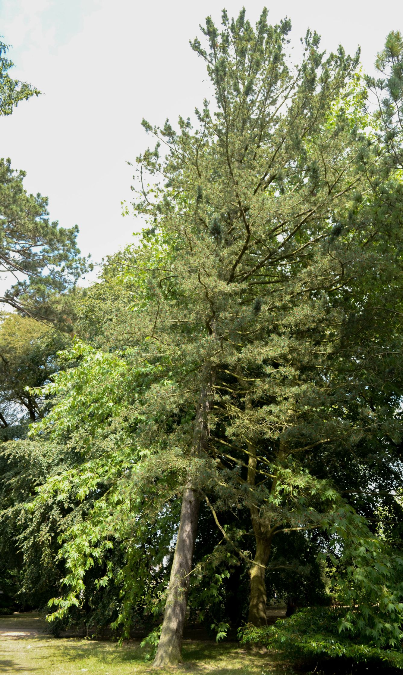 Image of Pinus flexilis