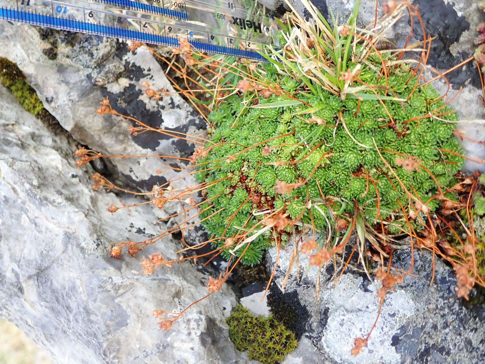 Image of Saxifraga exarata subsp. moschata