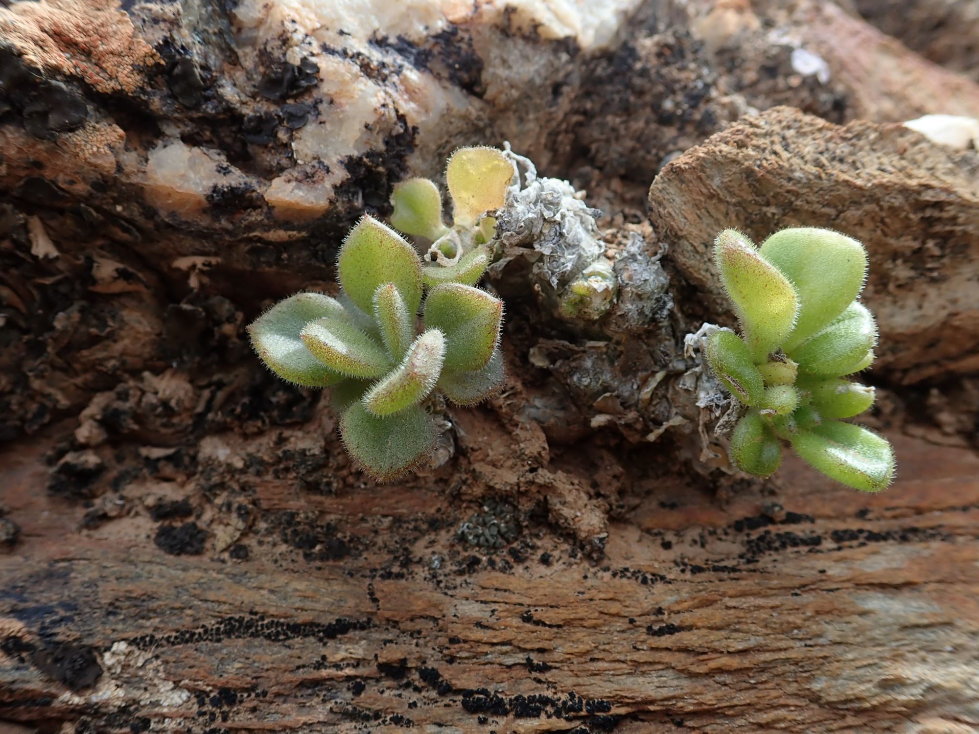 Image of Tylecodon racemosus