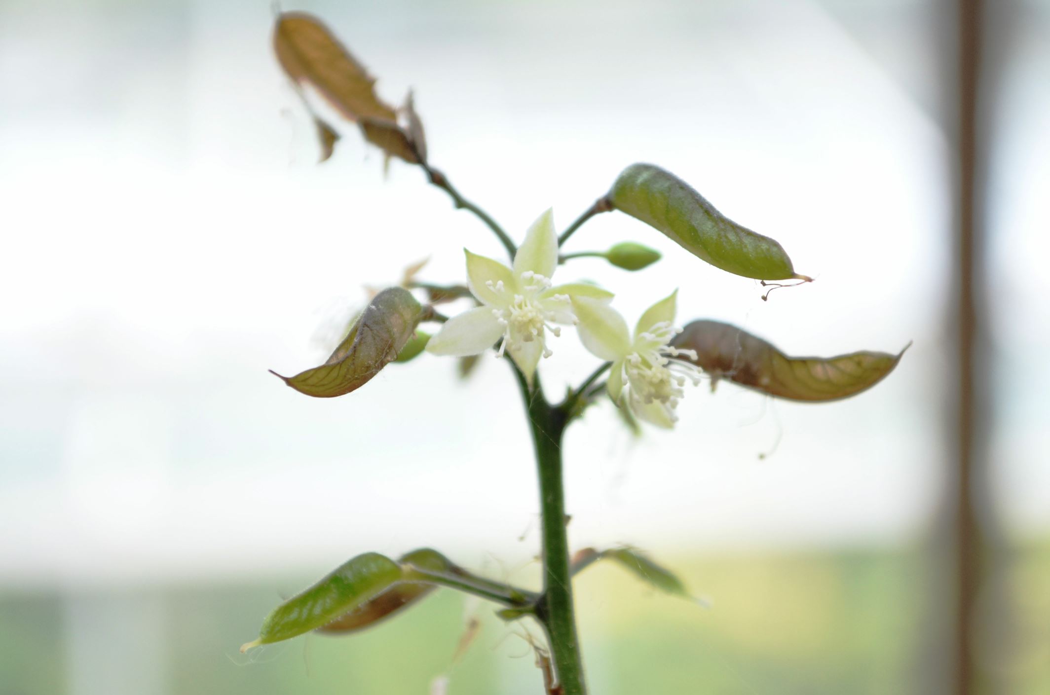 Image of Beesia calthifolia