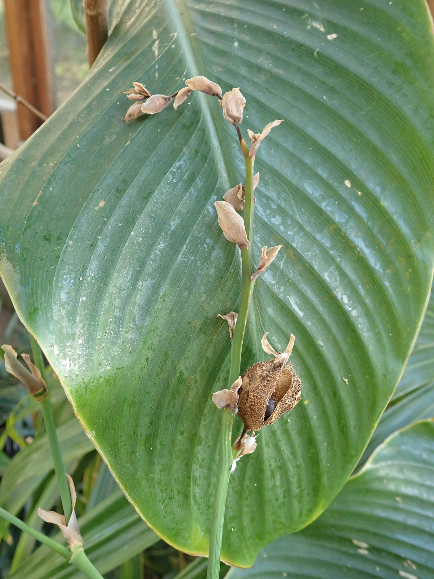 Image of Canna indica