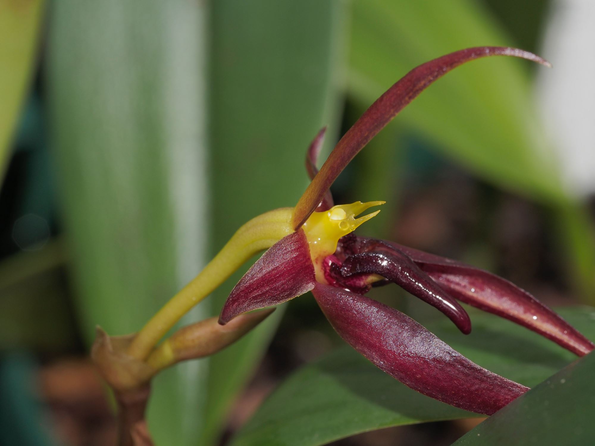 Image of Bulbophyllum mearnsii