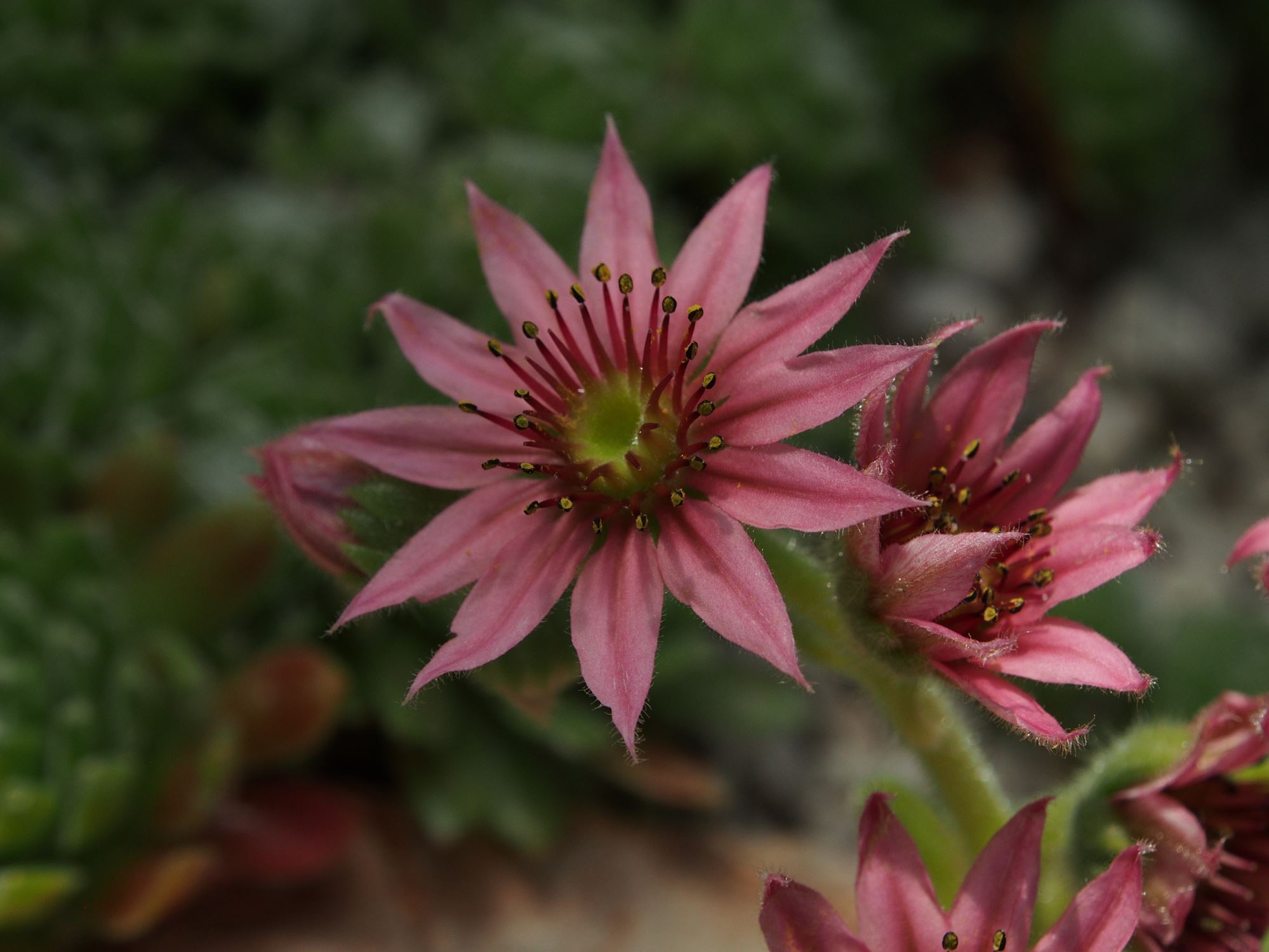 Image of Sempervivum 'Kramer's Spinard'