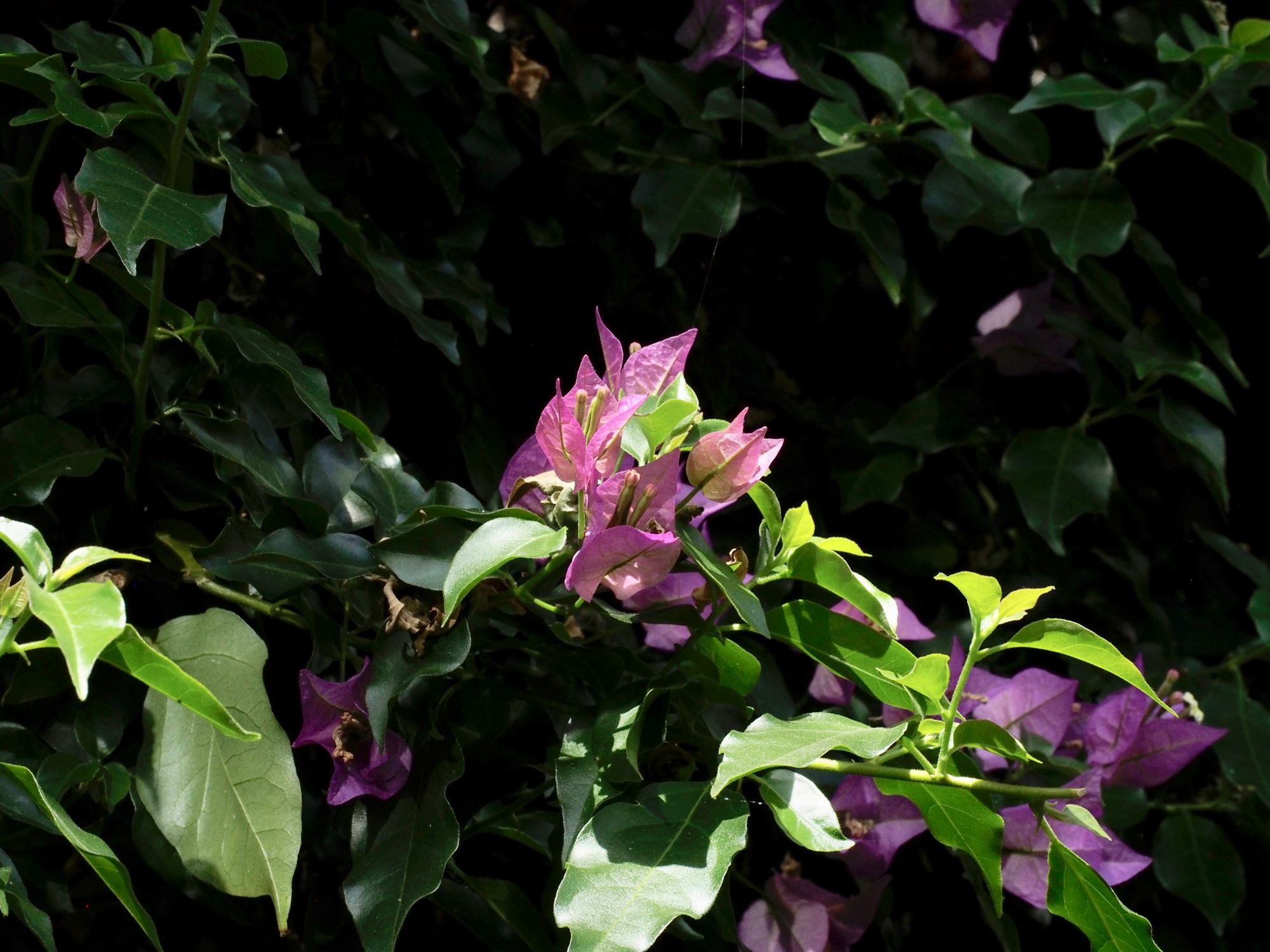 Image of Bougainvillea glabra 'Sanderiana'