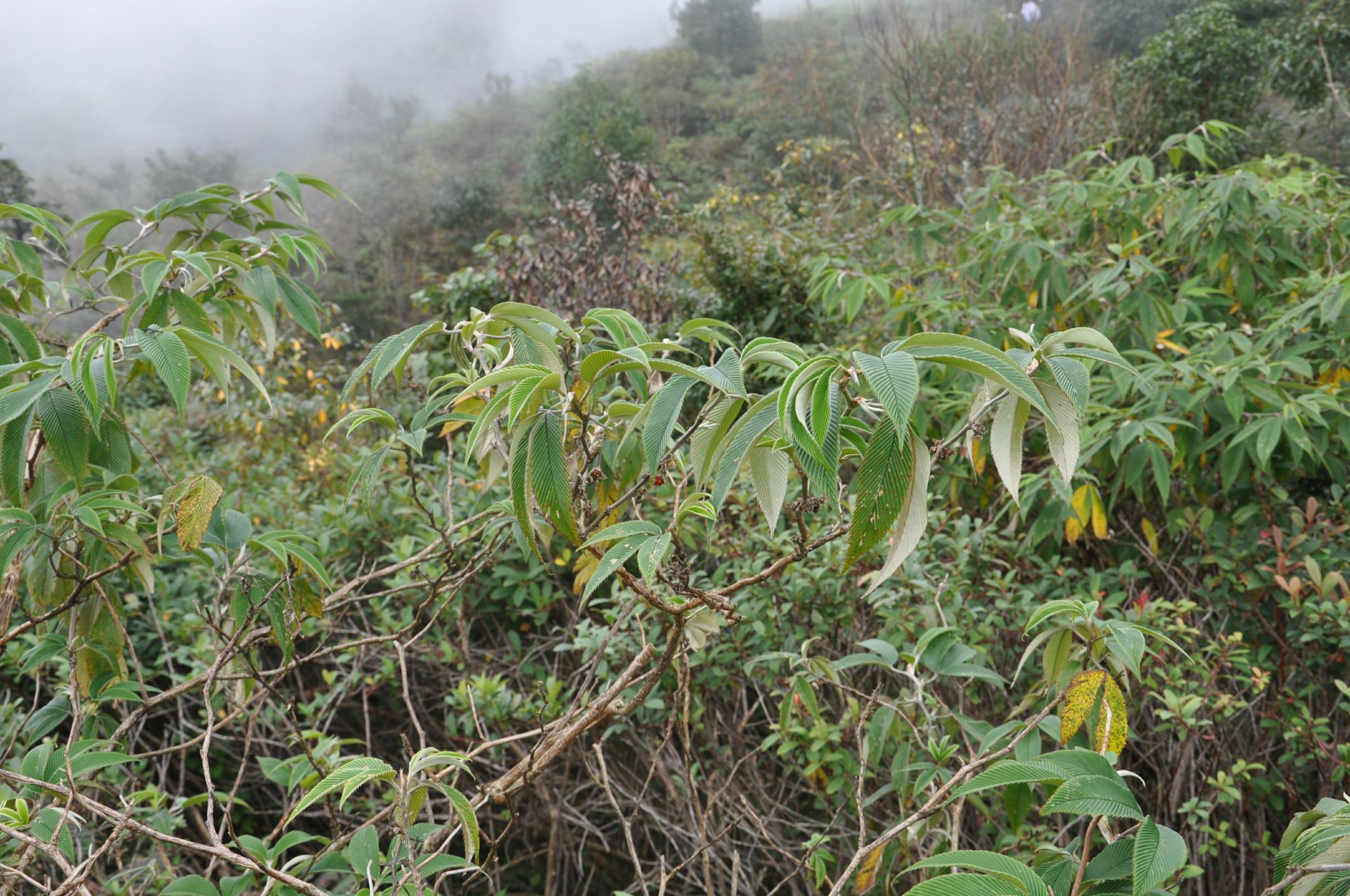 Image of Rubus lineatus